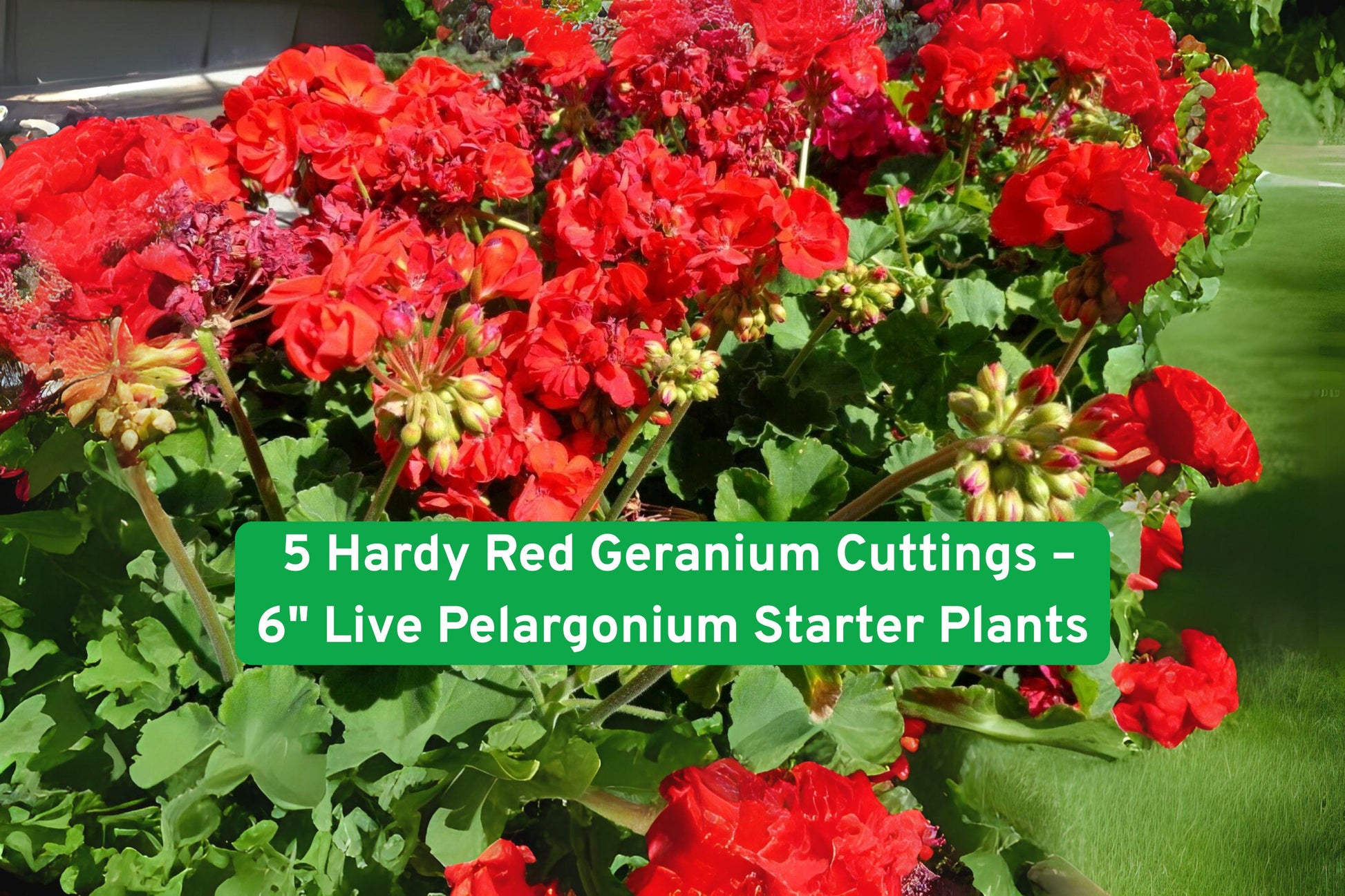 hardy geranium cuttings,red pelargonium starter,fragrant garden plant,container geraniums,red flowering plants,perennial geraniums,summer bloomers,climate tolerant plants,flowering border plants,easy care garden plants,red garden cuttings,plant propagation supplies,bright red garden flowers