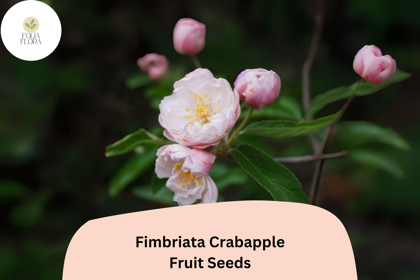 Fimbriata Crabapple Seeds | Malus ‘Fimbriata’ | Pink Blossoms & Red Fruit | Ornamental Deciduous Tree
