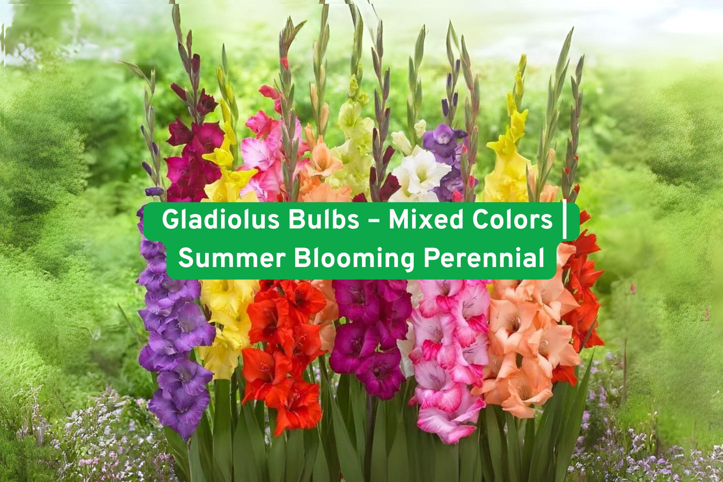 gladiolus bulbs, summer flowering plants, mixed flower bulbs, perennial garden plants, cut flower flowers, vibrant garden blooms, tall flower spikes, colorful garden bulbs, easy grow bulbs, border plants, container gardening, summer bloomers, flower bed plants