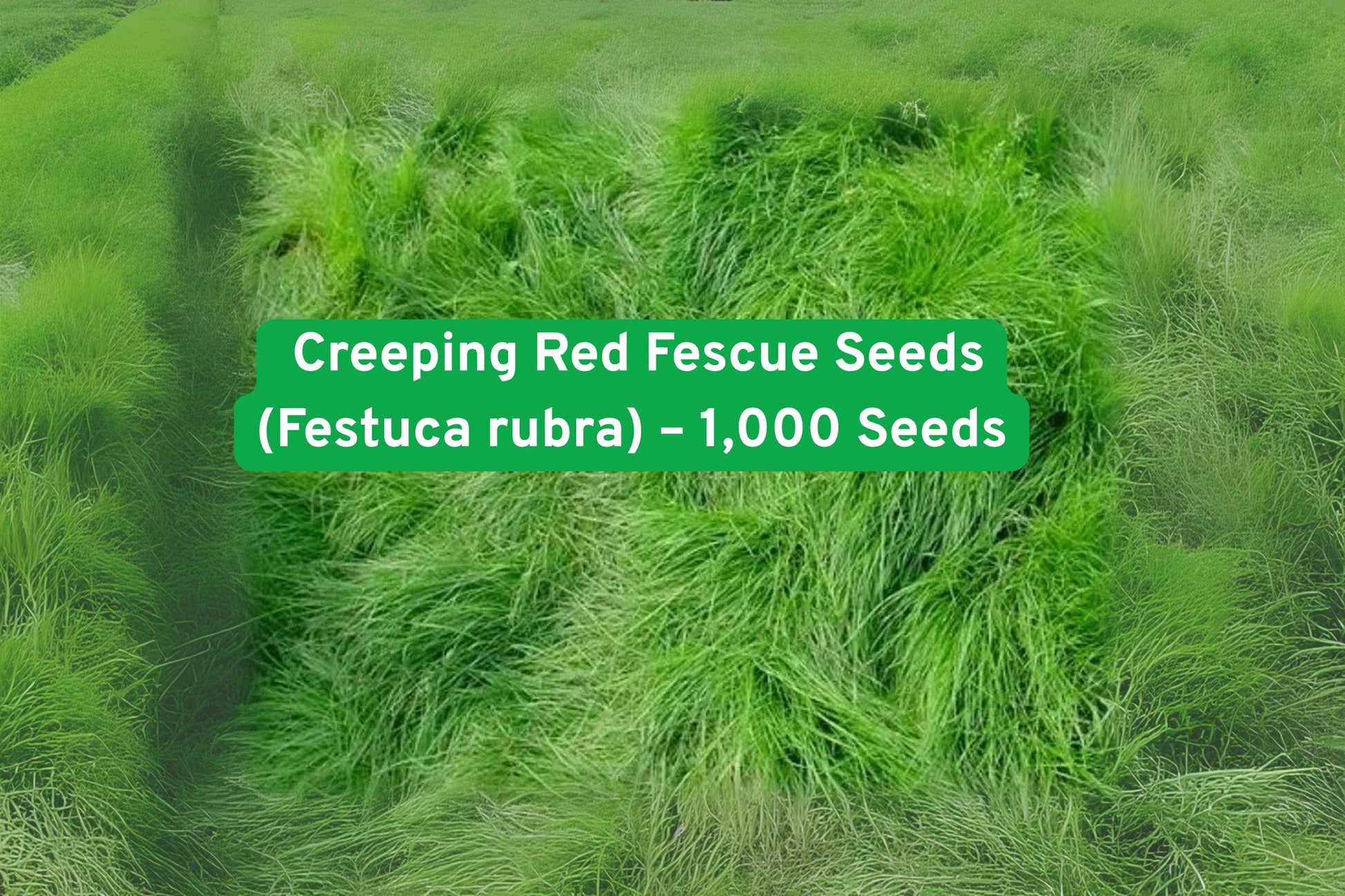 creeping red fescue, perennial grass seed, ground cover seed, lawn seed mix, erosion control seed, soft grass seed, low maintenance seed, shade tolerant grass, lush green ground, garden grass seed, forage grass seed, drought tolerant seed, eco-friendly lawn seed