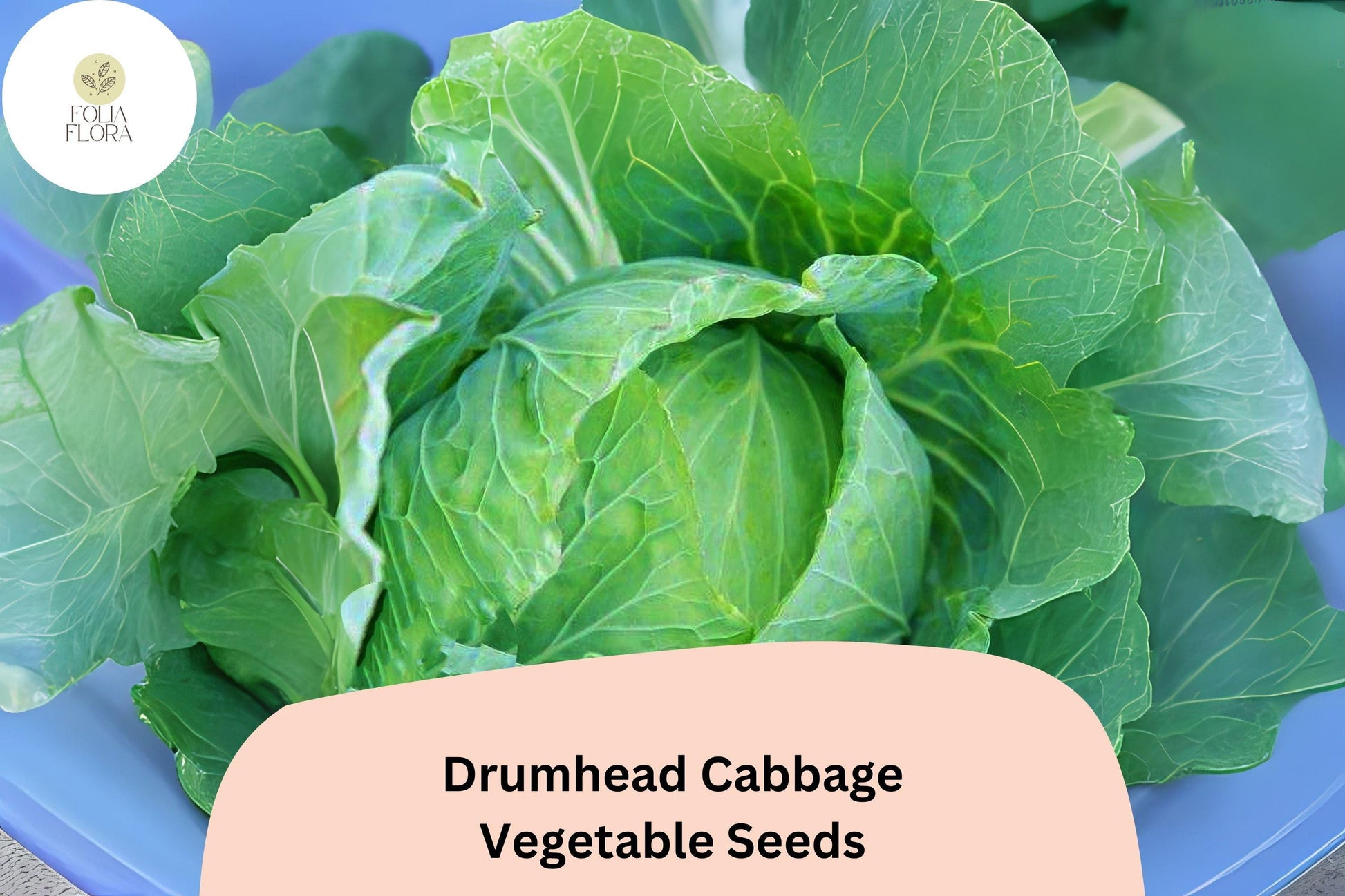 500+ Drumhead Cabbage Seeds | Heirloom Flat-Head Brassica oleracea var. capitata for Garden Planting