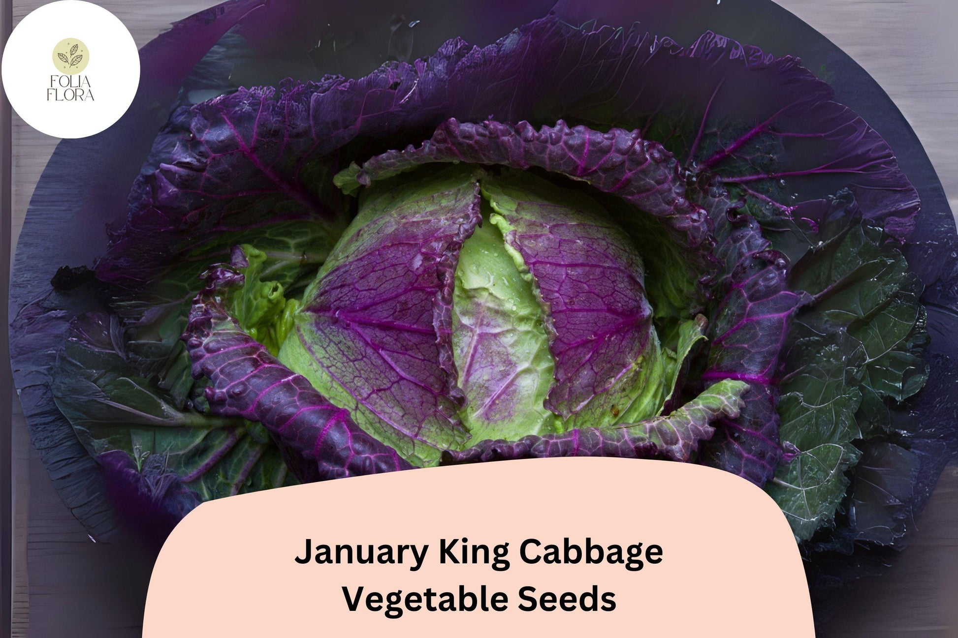 January King Cabbage Seeds – Heirloom Brassica oleracea, Winter-Hardy, Blue-Green & Purple Blushed, 500+ Bulk Pack
