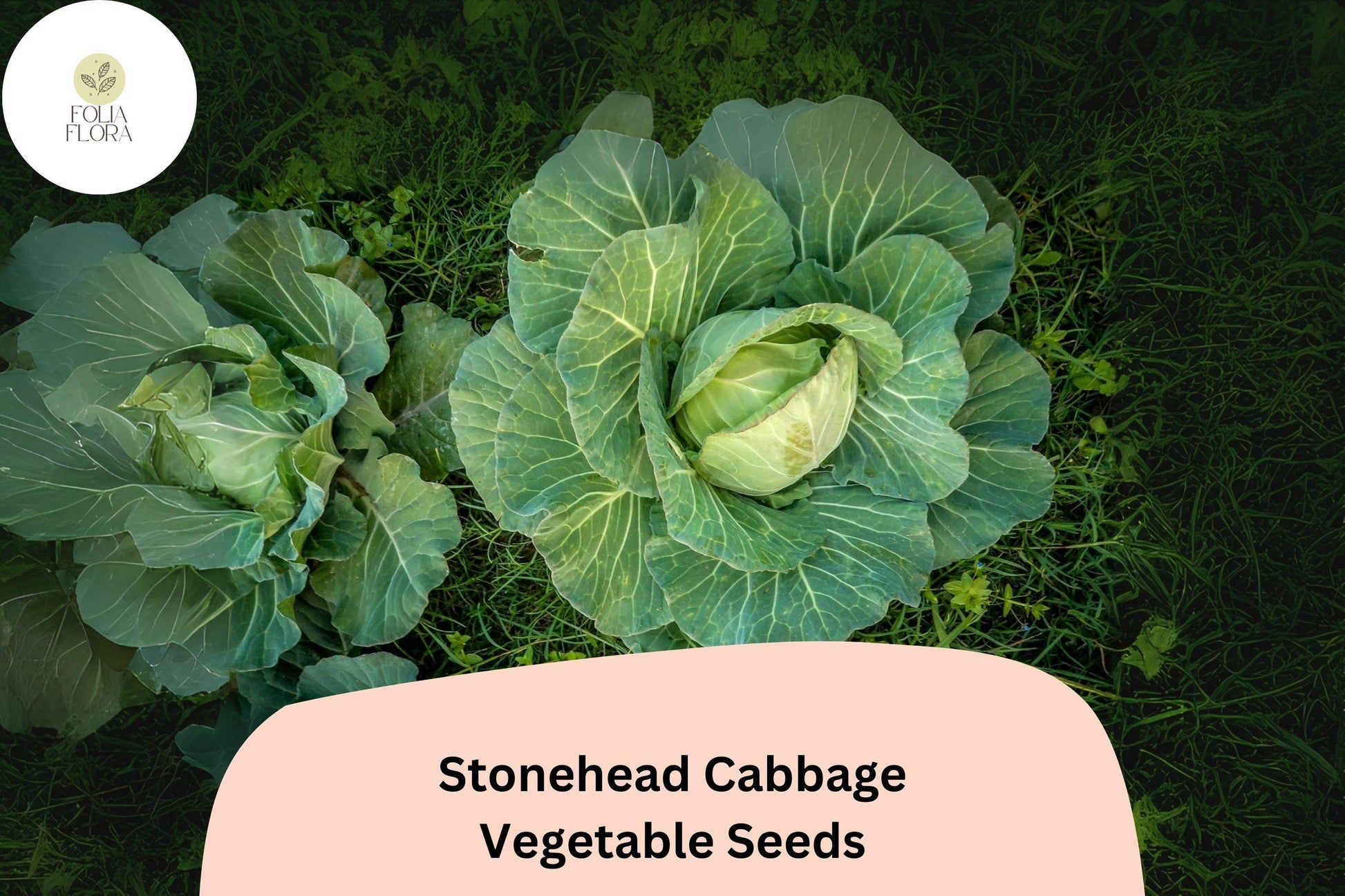 Stonehead Cabbage Seeds 500+ | Heirloom Green Brassica oleracea for Compact, Round Heads
