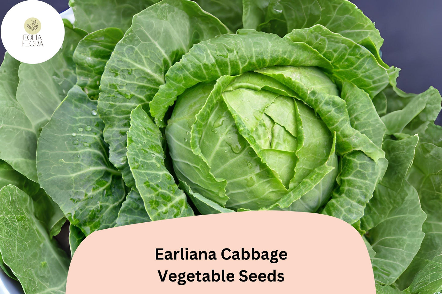 500+ Earliana Cabbage Seeds | Heirloom Brassica oleracea, Early-Maturing, Green Compact Heads, Bulk Vegetable Seeds