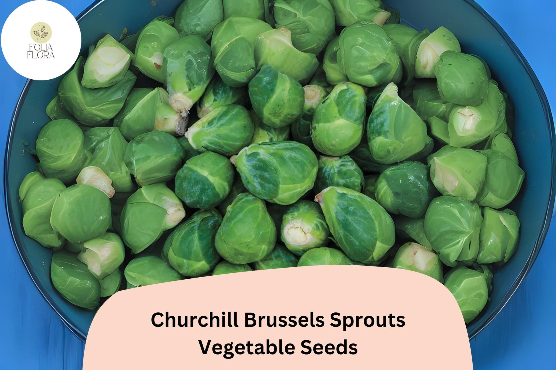 Churchill Brussels Sprouts Seeds | Bulk 500+ Hybrid Variety for Early Maturity & High Yields | Brassica oleracea