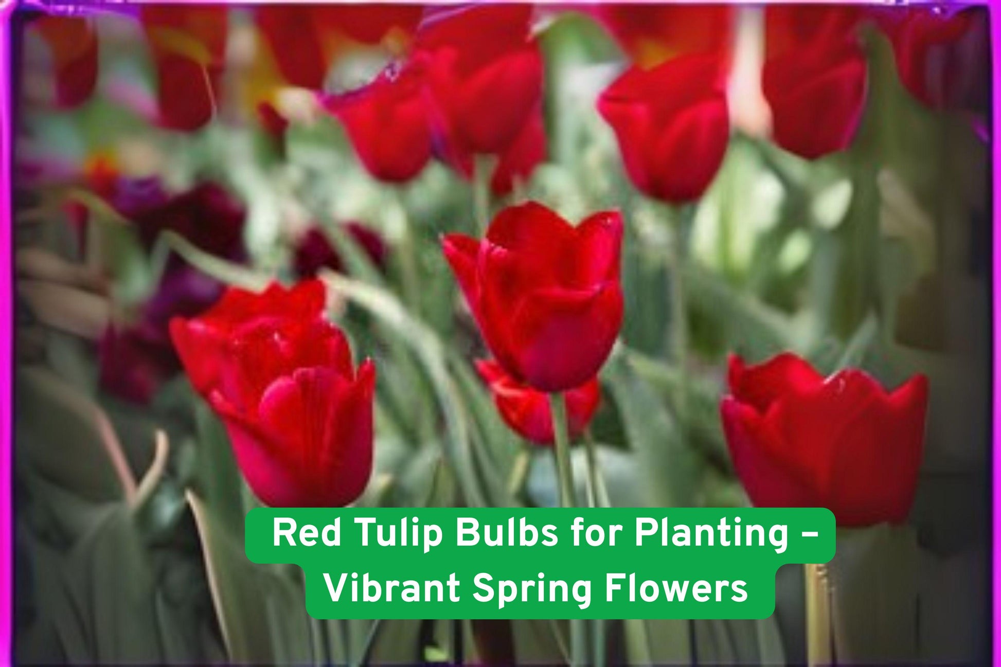 Red Tulip Bulbs, Spring Flower Bulbs, Perennial Garden Plants, Vibrant Red Tulips, Easy Grow Bulbs, Container Tulips, Border Flowers, Garden Bed Plants, Hardy Perennials, Spring Bloomers, Gift for Gardeners, Colorful Flower Bulbs, Outdoor Flower Plants