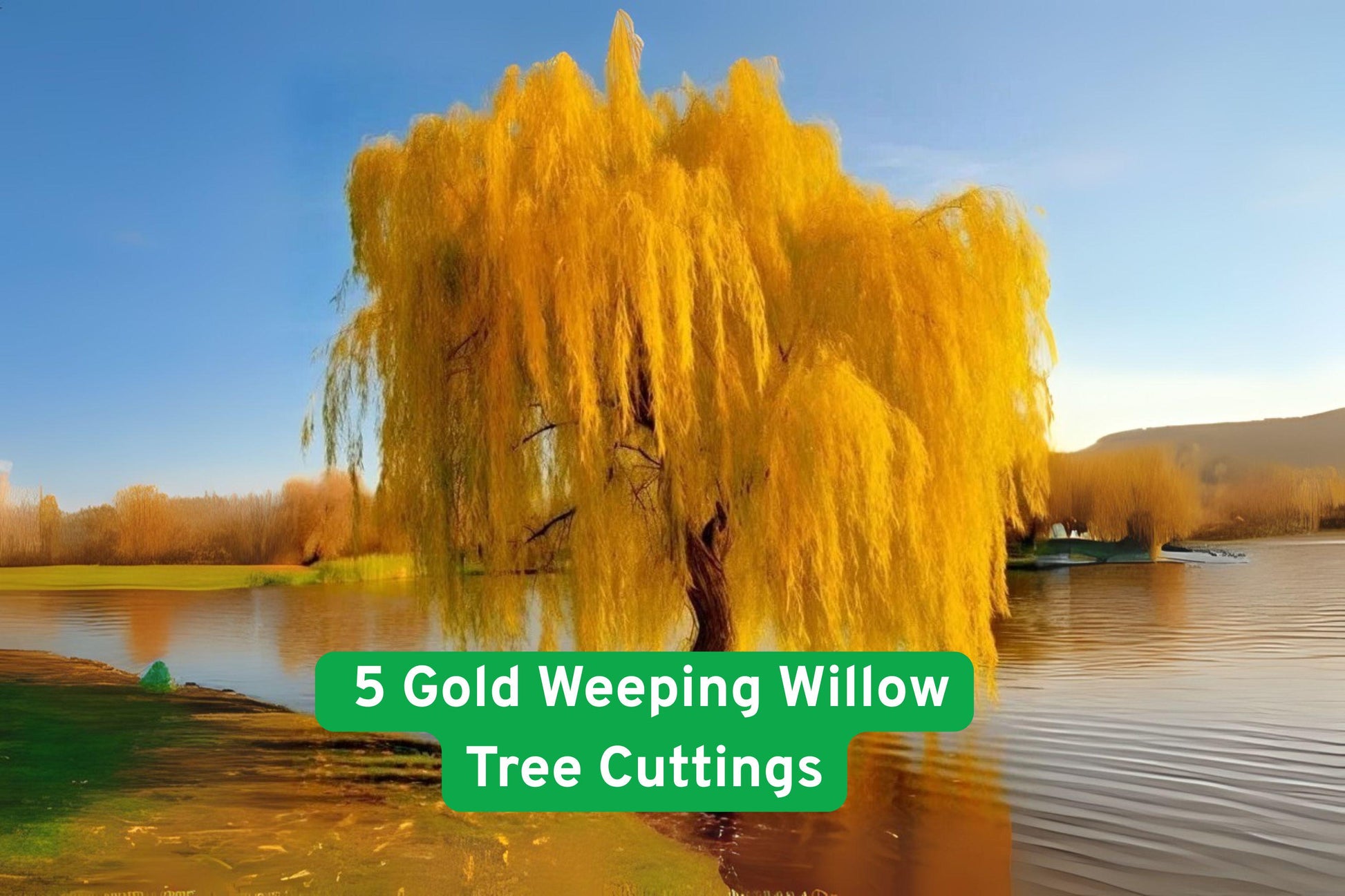 golden willow cuttings, weeping willow seedlings, bonsai willow starter, garden shade tree, deciduous willow plant, fast growing willow, ornamental willow branches, willow tree propagation, outdoor willow plant, landscape willow tree, water-loving willow, small willow bonsai, live willow cuttings