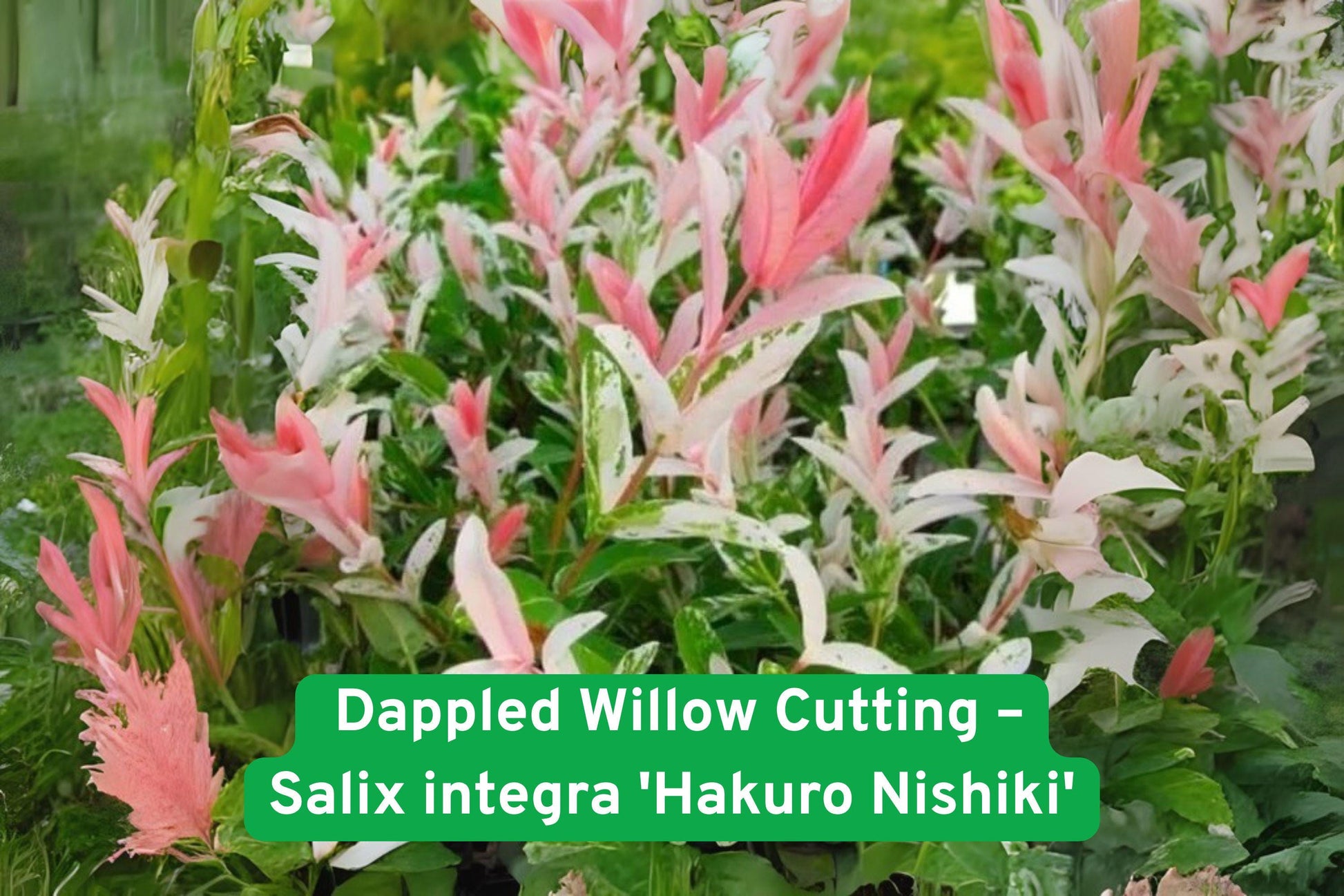 dappled willow cutting, variegated willow plant, bonsai starter kit, colorful shrub, deciduous garden plant, fast-growing willow, container plant, landscape shrub, pink white green foliage, hardy willow shrub, garden bonsai material, live plant cutting, decorative garden shrub