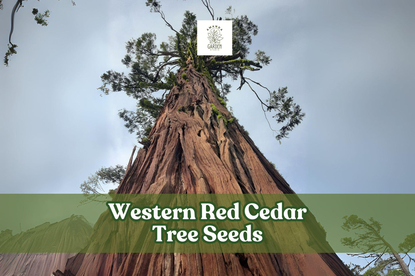 Western Red Cedar Tree Seeds – Thuja plicata – Evergreen Conifer for Landscaping, Windbreaks & Shade