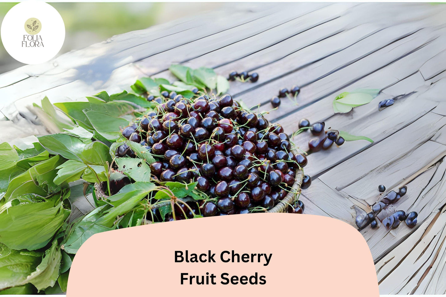 Black Cherry Tree Seeds | Prunus serotina | Native North American Hardy Fruit & Ornamental Tree