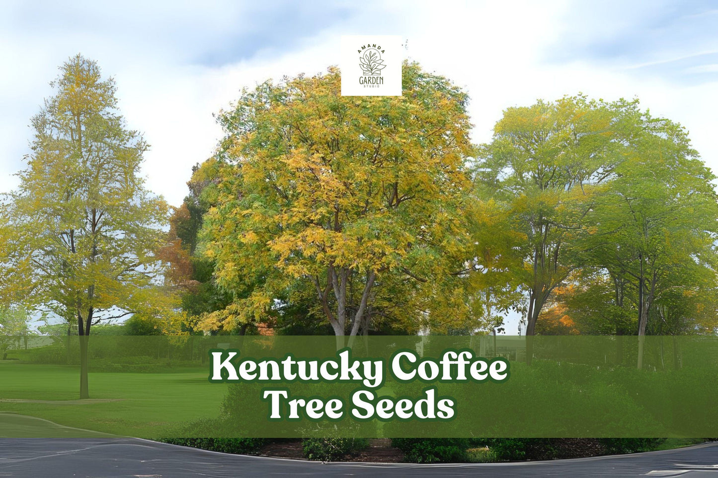 Kentucky Coffee Tree Seeds – Gymnocladus dioicus – Ornamental Deciduous Tree for Landscaping and Large Gardens