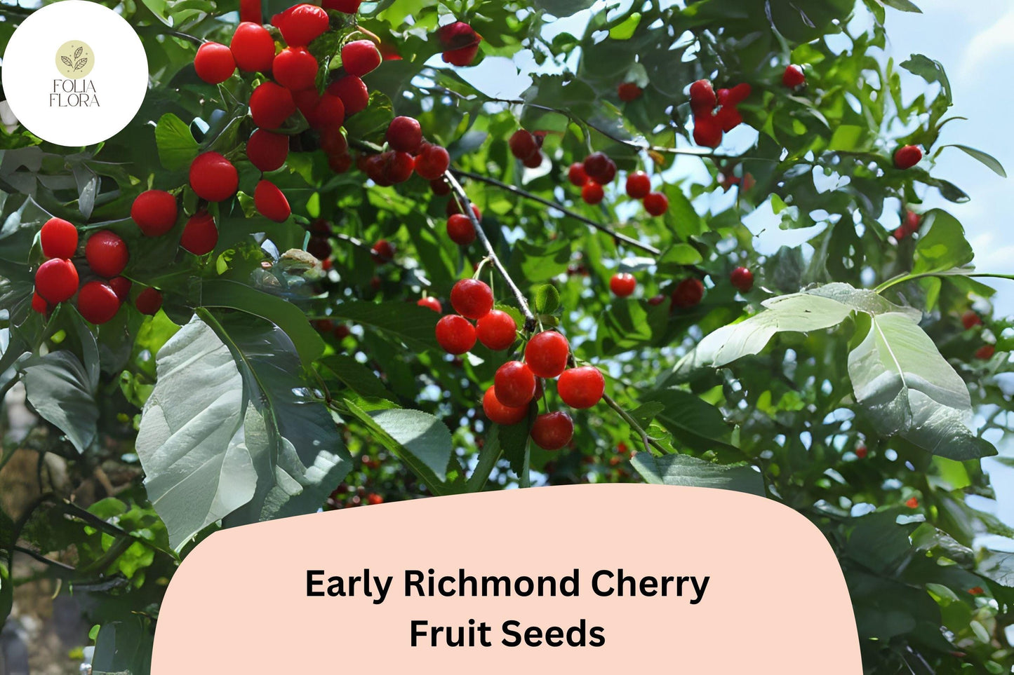 Early Richmond Cherry Seeds | Sour Cherry Tree Prunus cerasus | Cold Hardy, Fruit-Bearing, For Garden & Orchard