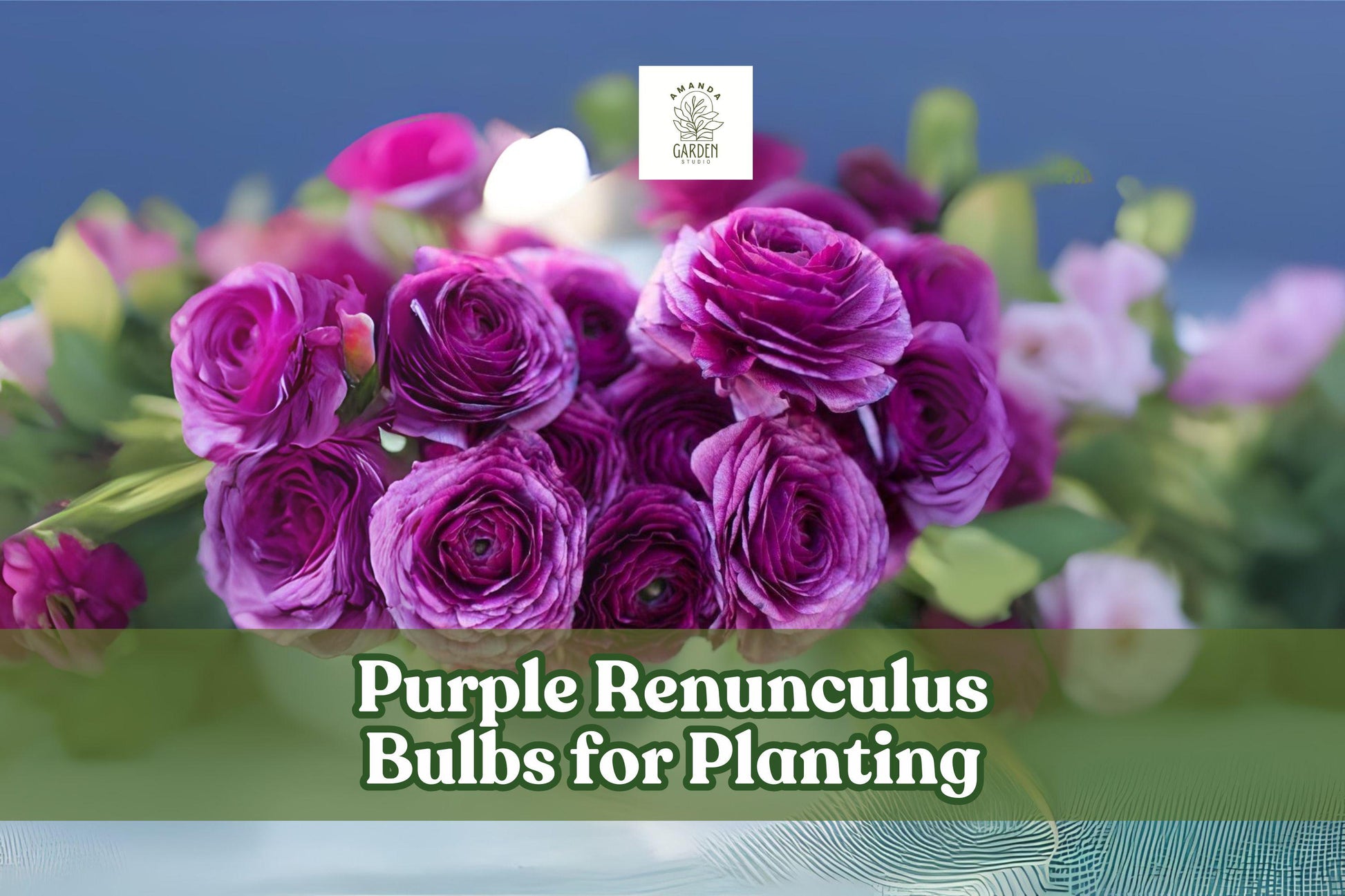 Purple Ranunculus Bulbs – Spring Flowering Tubers, Rich Purple Color, Cut Flower & Garden Plant, Ranunculus asiaticus, Set of 5