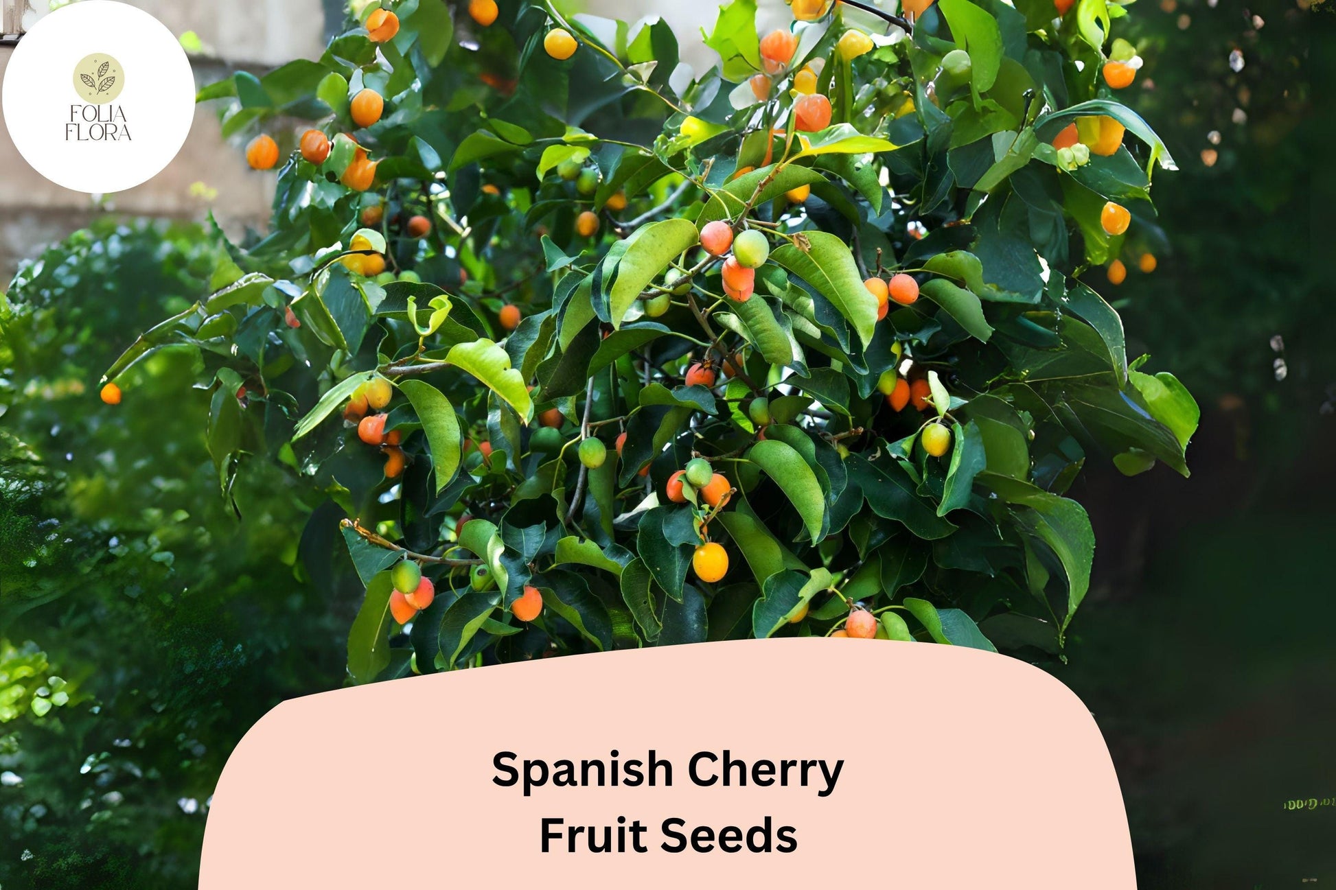 Spanish Cherry Seeds | Muntingia calabura Tropical Fruit Tree with Sweet Red Berries, Fast-Growing, Pollinator-Friendly
