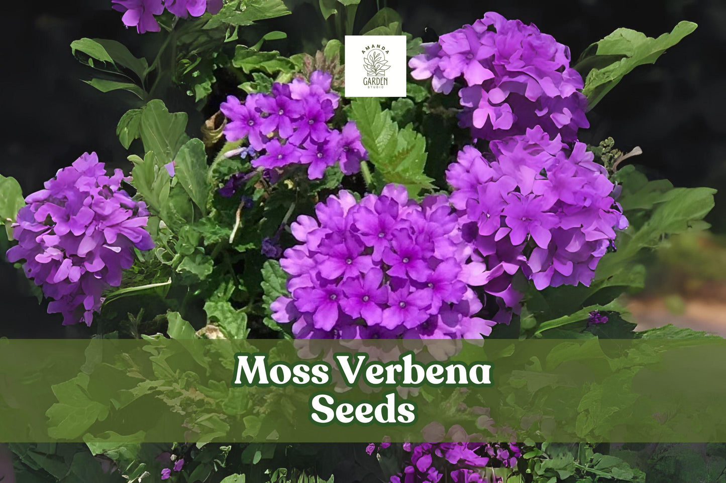 Drought Tolerant Moss Verbena Seeds | Purple Ground Cover | Verbena tenuisecta Perennial Seeds for Borders & Rock Gardens