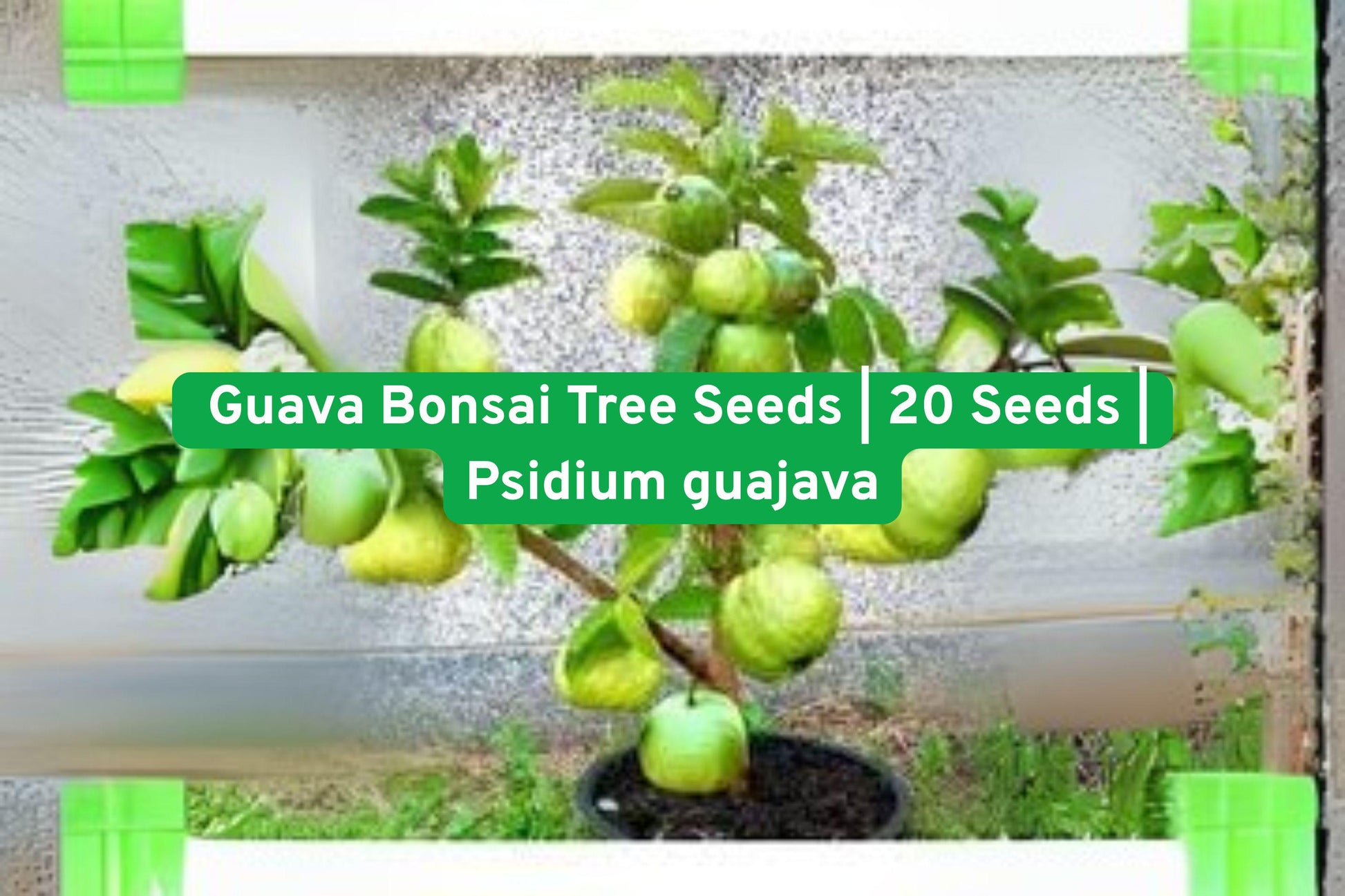 guava bonsai seeds, tropical fruit seeds, exotic plant seeds, indoor bonsai starter, outdoor bonsai plant, guava seed kit, tropical gardening gift, rare fruit tree seeds, bonsai tree seeds, edible fruit seeds, lush foliage plant, warm climate plant, unique gift for gardeners