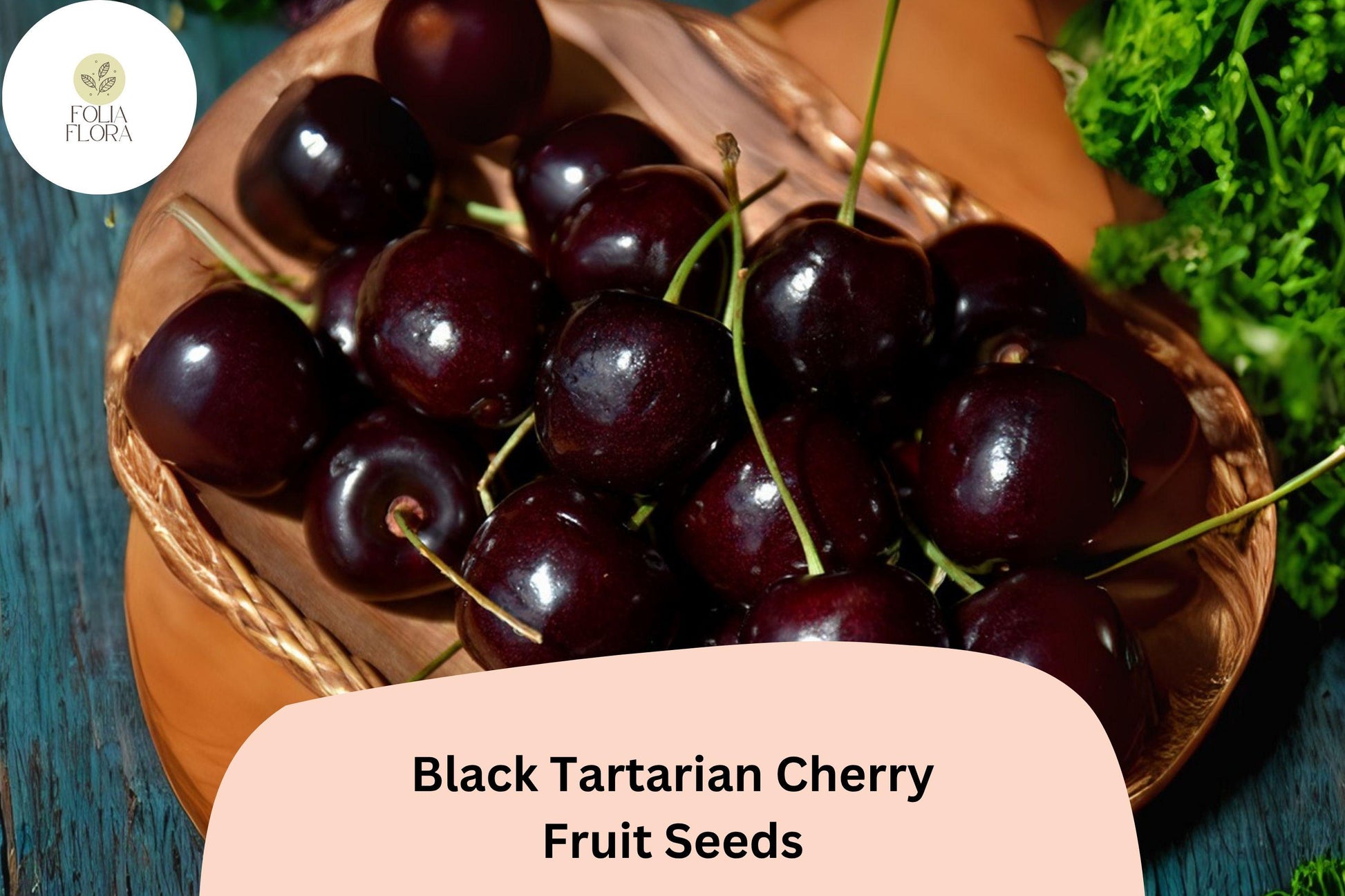 Black Tartarian Cherry Tree Seeds | Fruit Tree Seeds for Growing Prunus avium ‘Black Tartarian’ | Sweet Dark Purple-Black Cherries