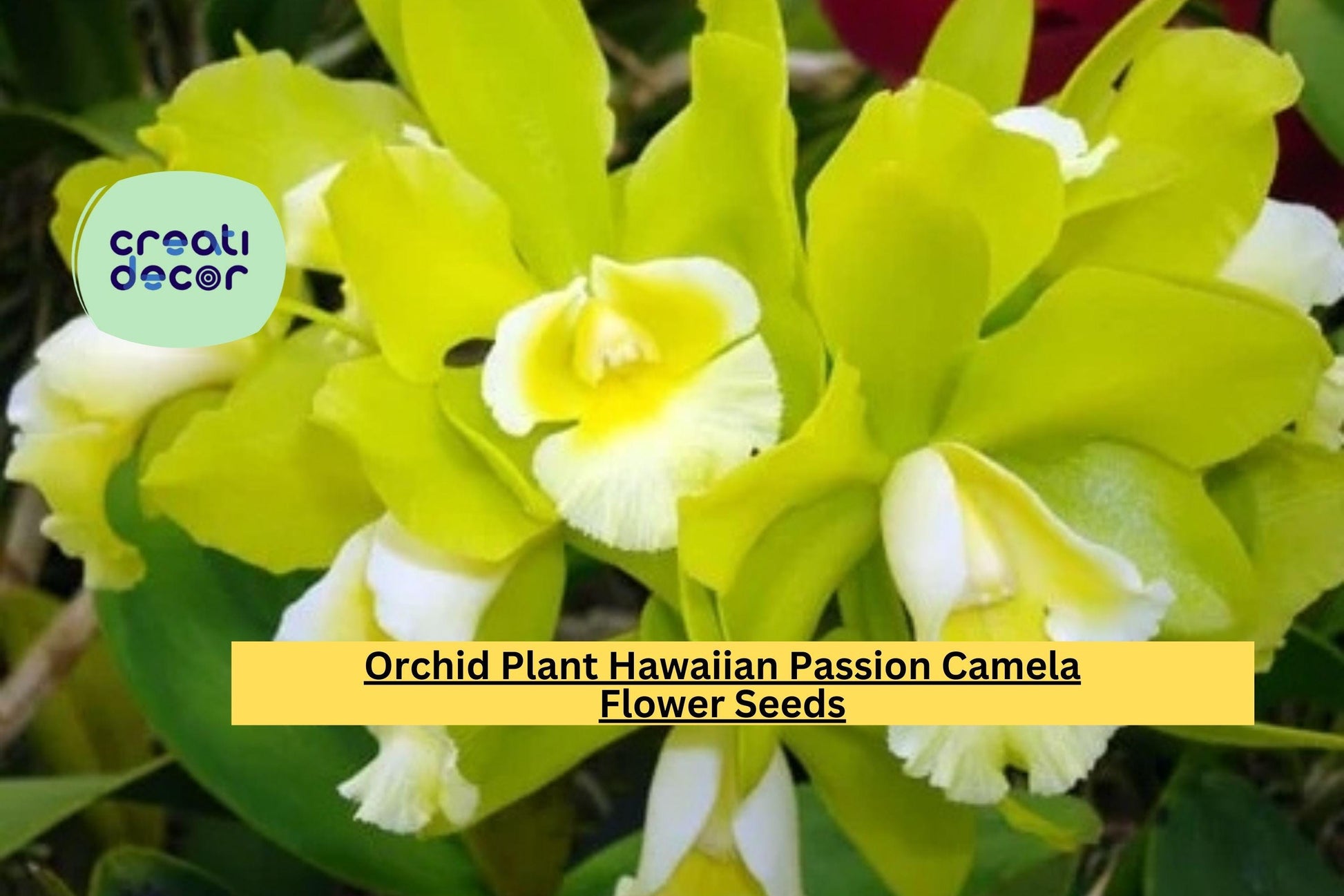 Live Orchid Seedling – Hawaiian Passion Camela Dendrobium Hybrid, Tropical Flowering Plant for Home or Garden Collection