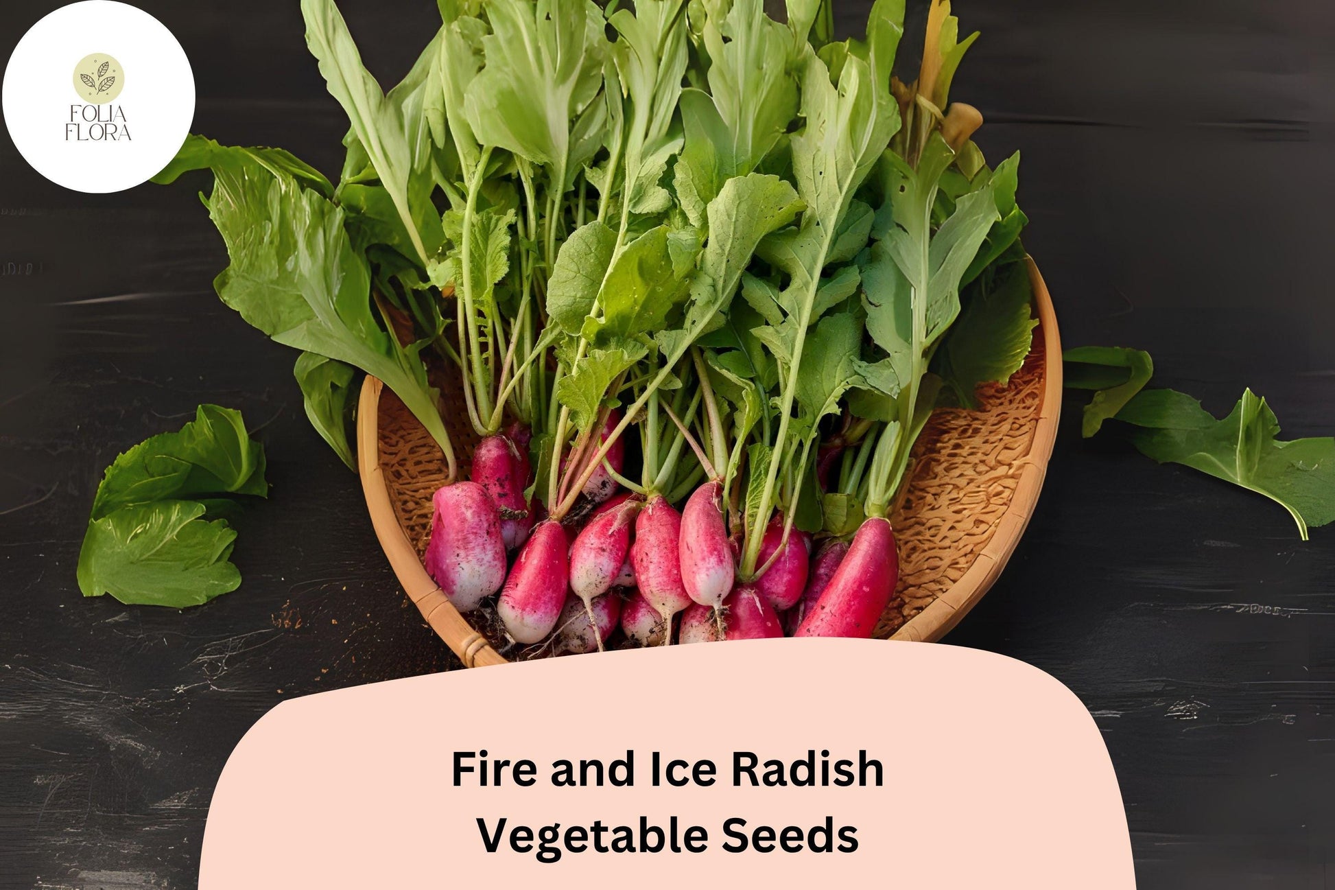 Fire and Ice Radish Seeds – Bicolor Red & White Roots, Fast-Growing, Crisp Flavor, Raphanus sativus
