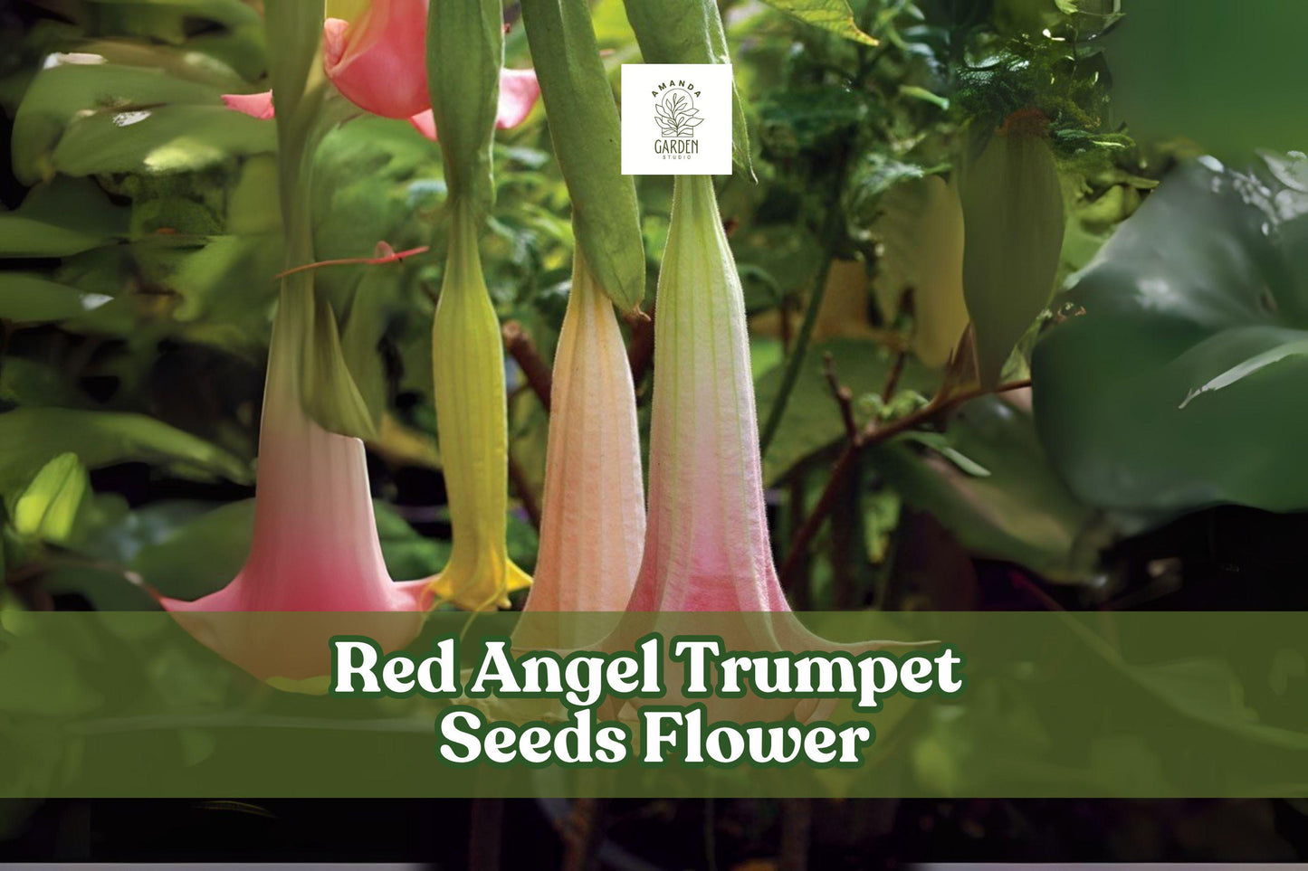 Red Angel Trumpet Seeds – Brugmansia spp. – Fragrant Large Red Flowers for Tropical Garden, Container, Border
