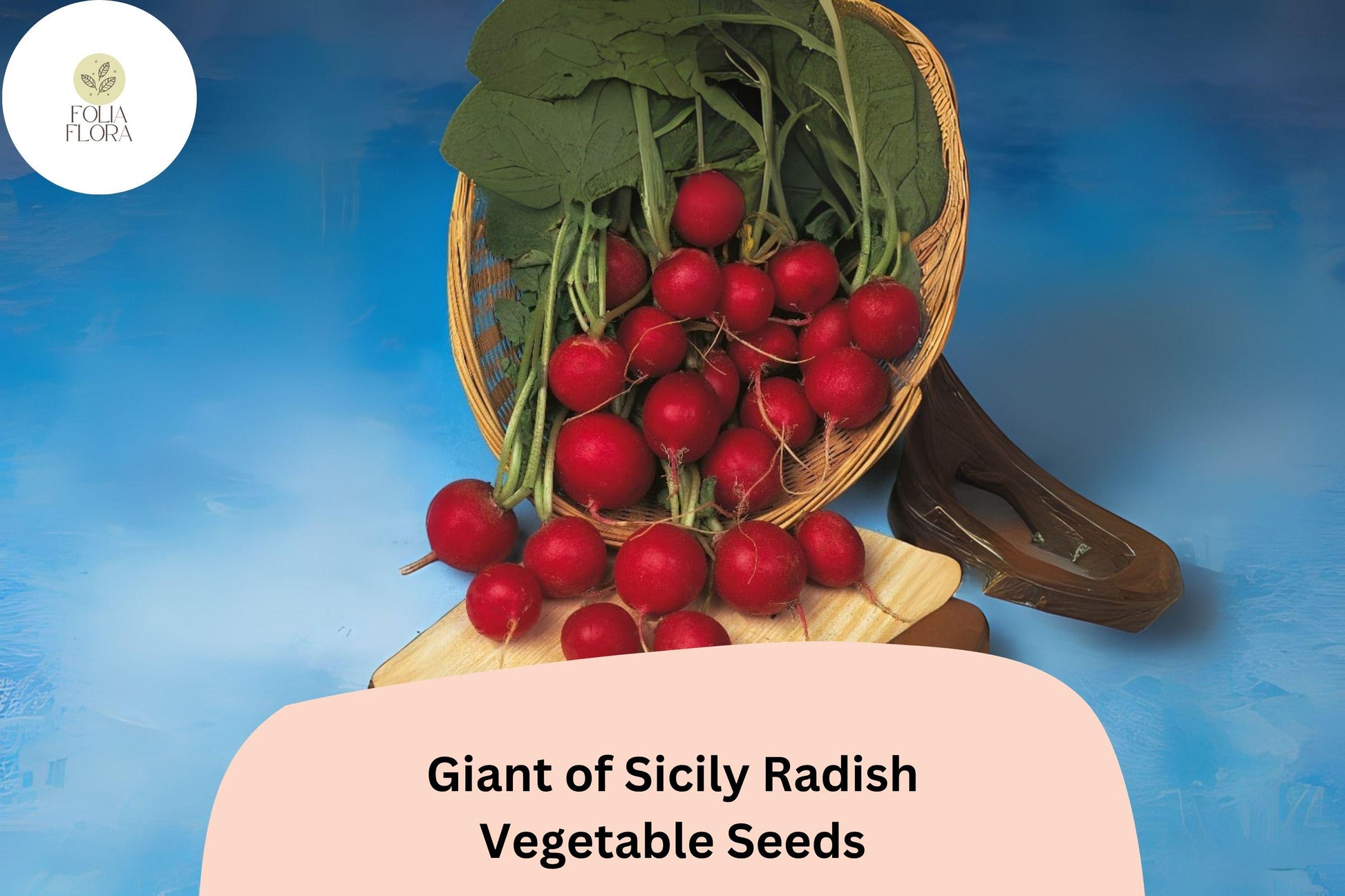 Giant of Sicily Radish Seeds | Heirloom Raphanus sativus | Large Round Root Vegetable for Garden Planting