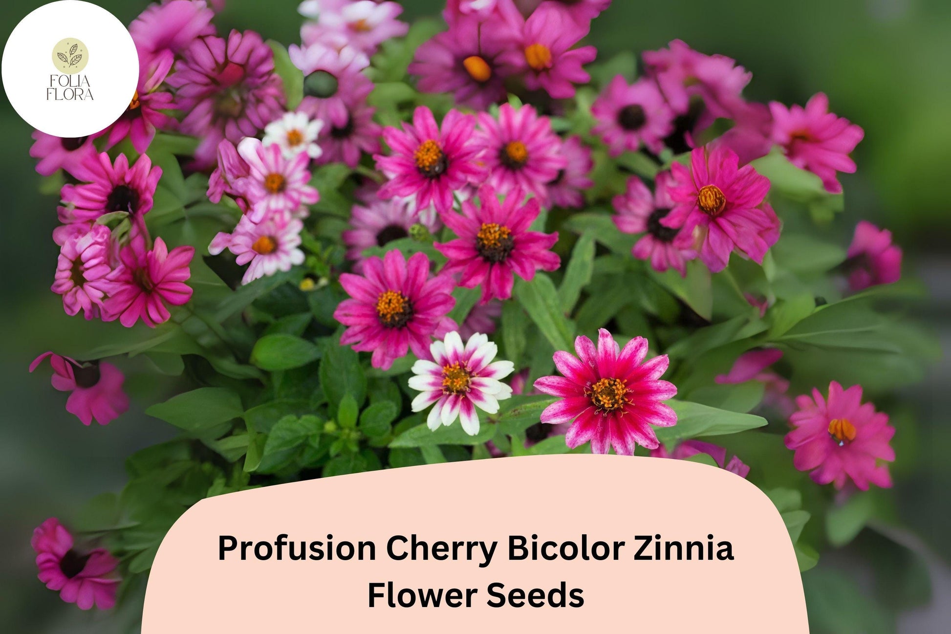 Profusion Cherry Bicolor Zinnia Seeds | Pink-Red & White Blooms | Annual Flower for Borders & Containers | Zinnia elegans