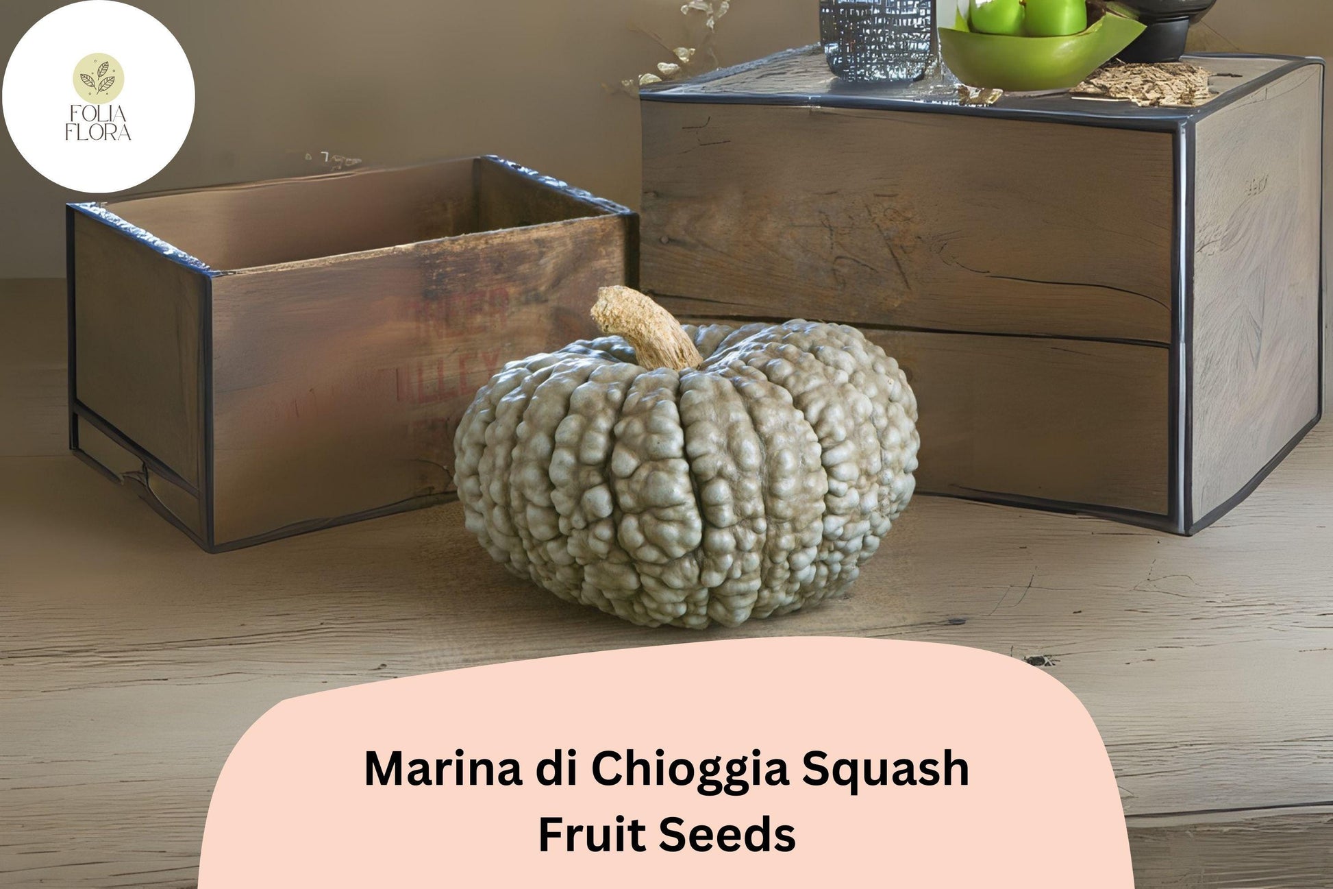 Marina di Chioggia Squash Seeds | Heirloom Italian Winter Squash | Cucurbita maxima | Blue-green rind, Orange flesh