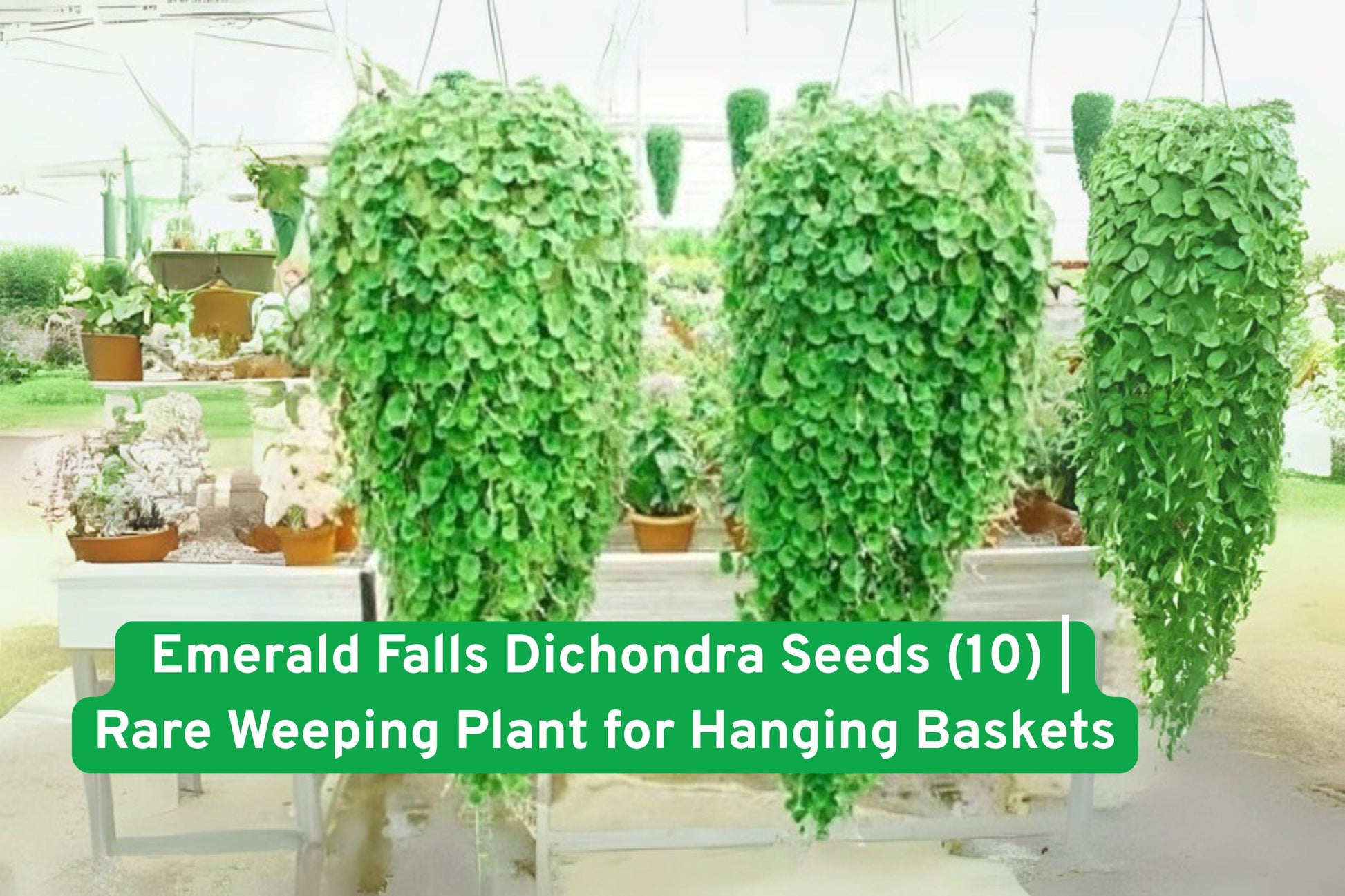 Emerald Falls Seeds,Trailing Foliage,Weeping Plant,Pollinator Friendly,Garden Ground Cover,Indoor Outdoor Plant,Cascading Green Foliage,Rare Plant Seeds,Container Garden Plant,Exotic Foliage Plant,Easy Grow Seeds,Butterfly Attractant,Hanging Basket Plant