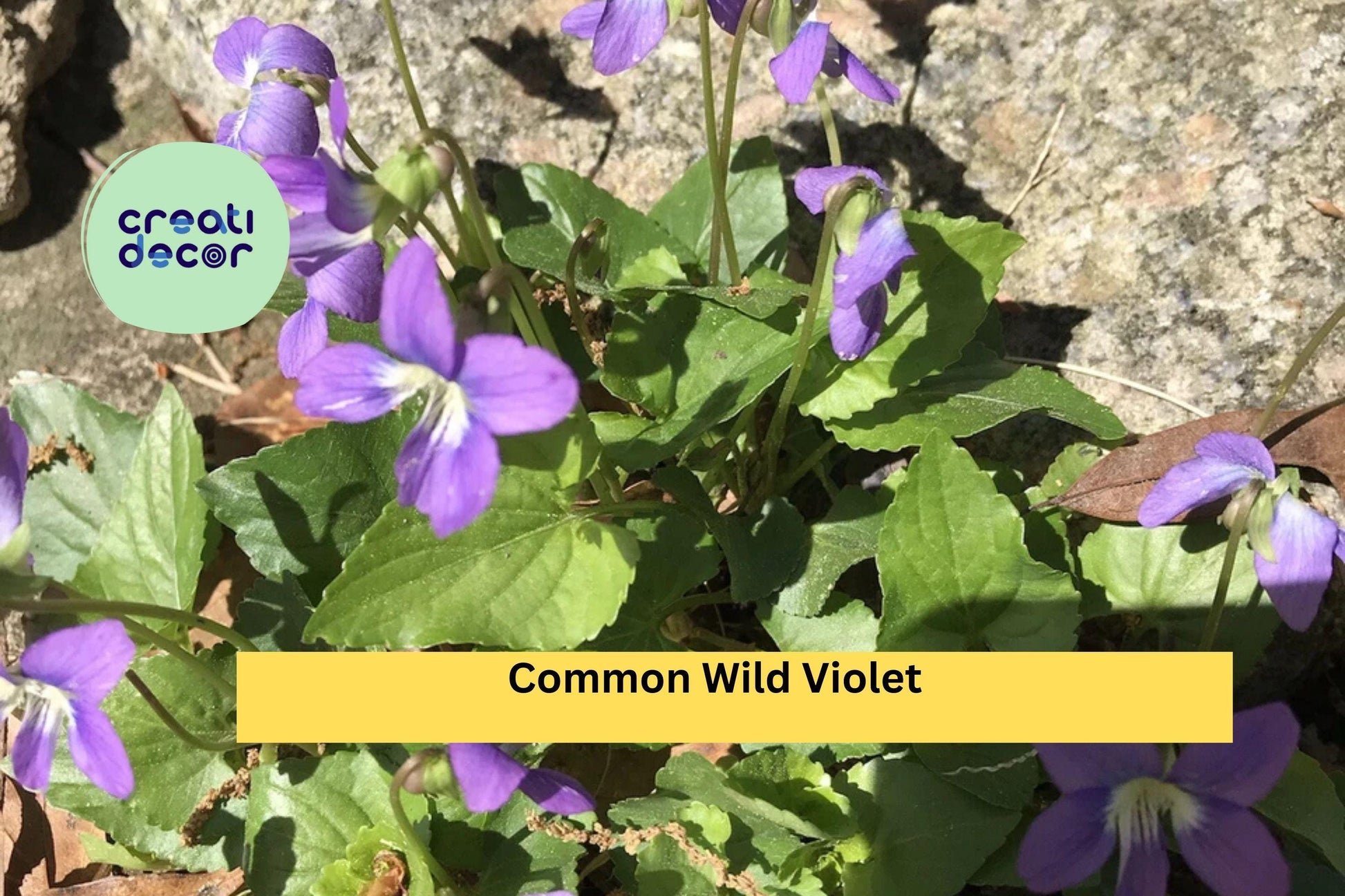 25 Live Purple Violet Starter Plants, Viola odorata, Perennial Ground Cover, Borders & Cottage Garden Flowers