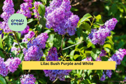 10 Bare Root Lilac Bushes Set – Purple & White Syringa vulgaris Hardy Perennial Shrubs for Garden Borders and Fragrant Spring Blooms