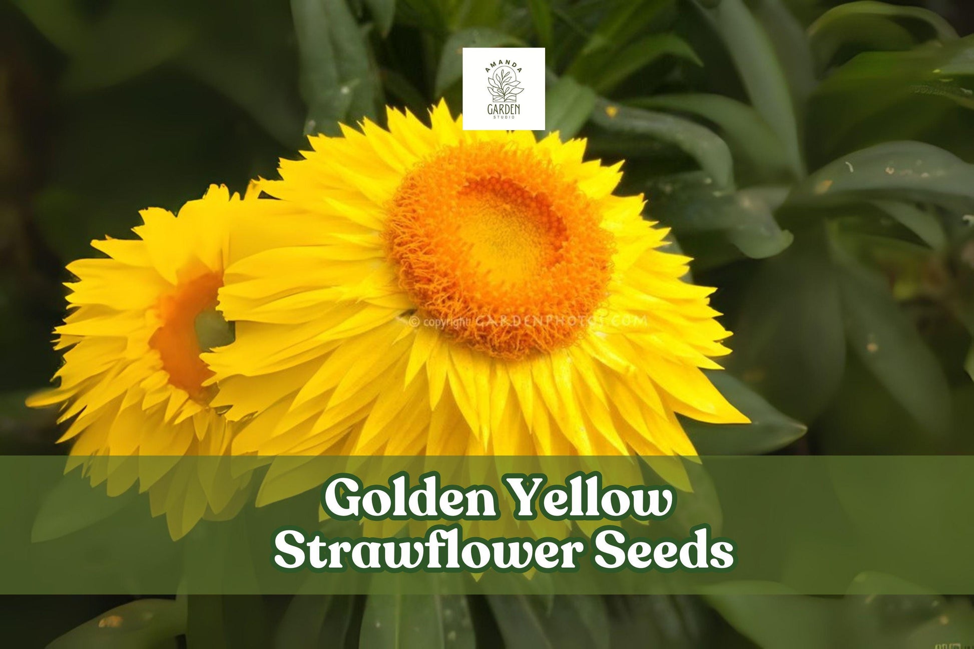 Golden Yellow Strawflower Seeds - Helichrysum bracteatum Everlasting Daisy for Cut Flowers & Bouquets