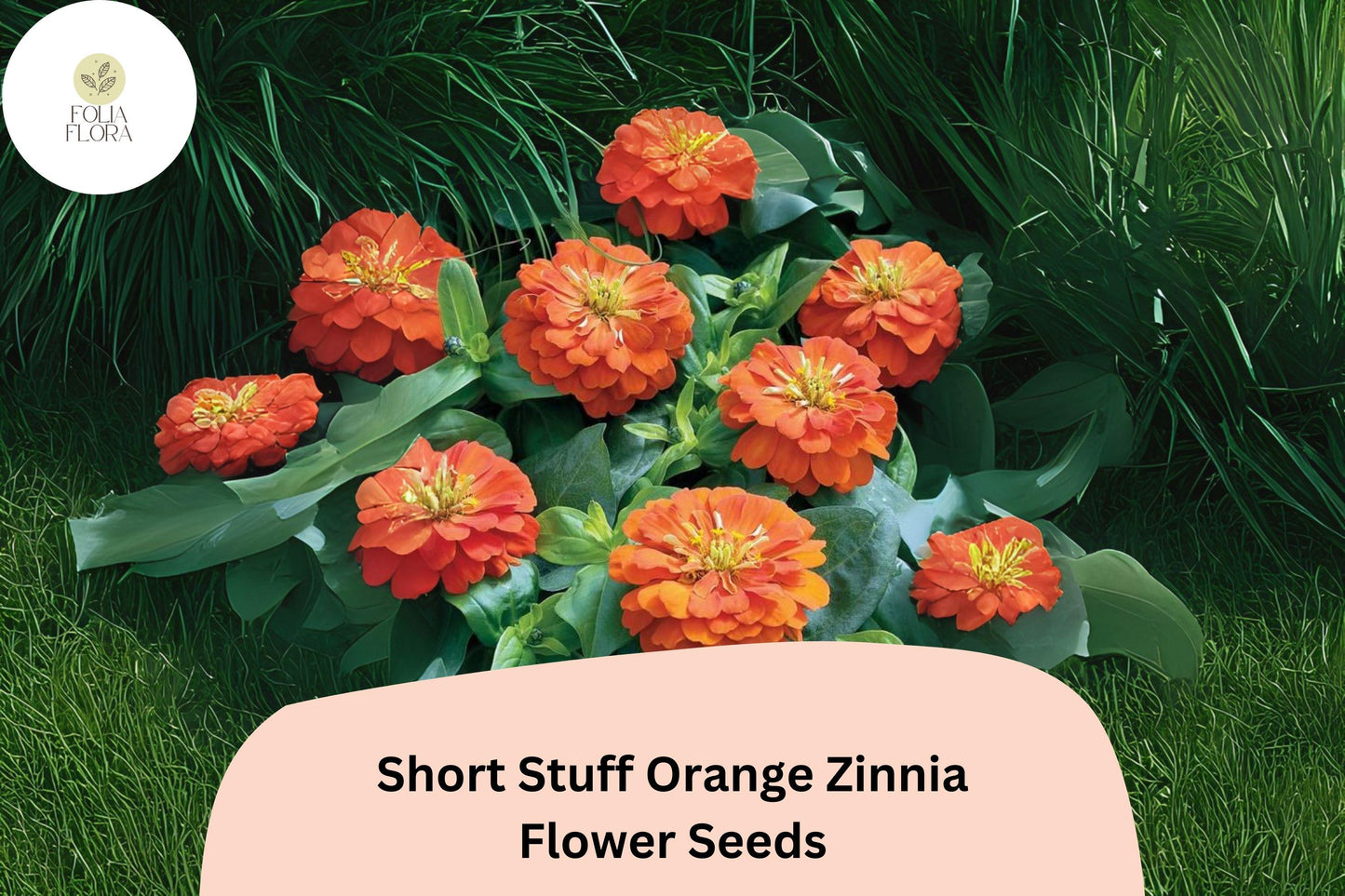 Short Stuff Orange Zinnia Seeds – Dwarf Bright Orange Annual Flowers for Garden, Borders & Containers, Zinnia elegans