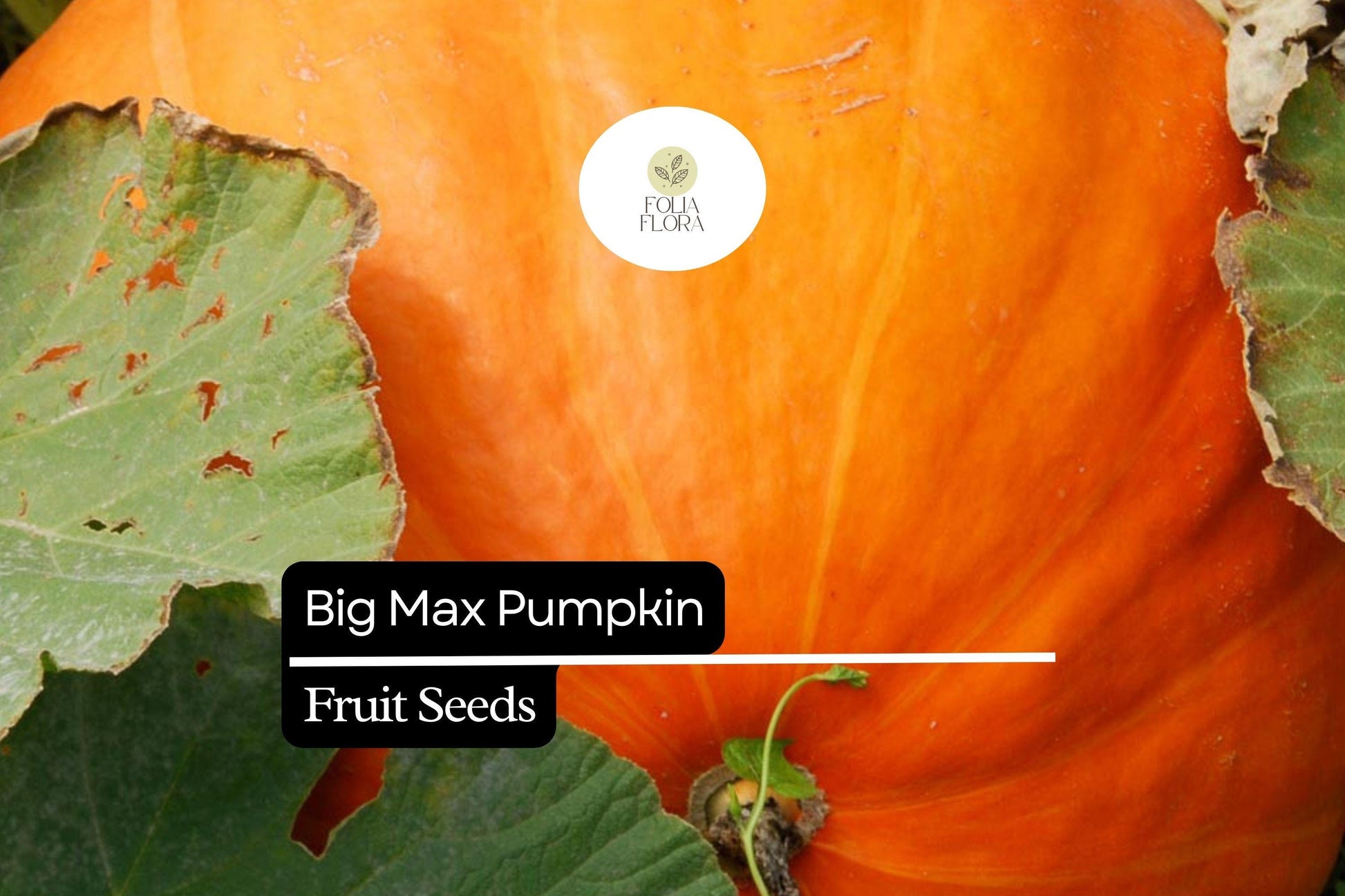 Big Max Pumpkin Seeds – Giant Cucurbita maxima for Fall Harvest, Carving & Decoration, 50-100+ lbs
