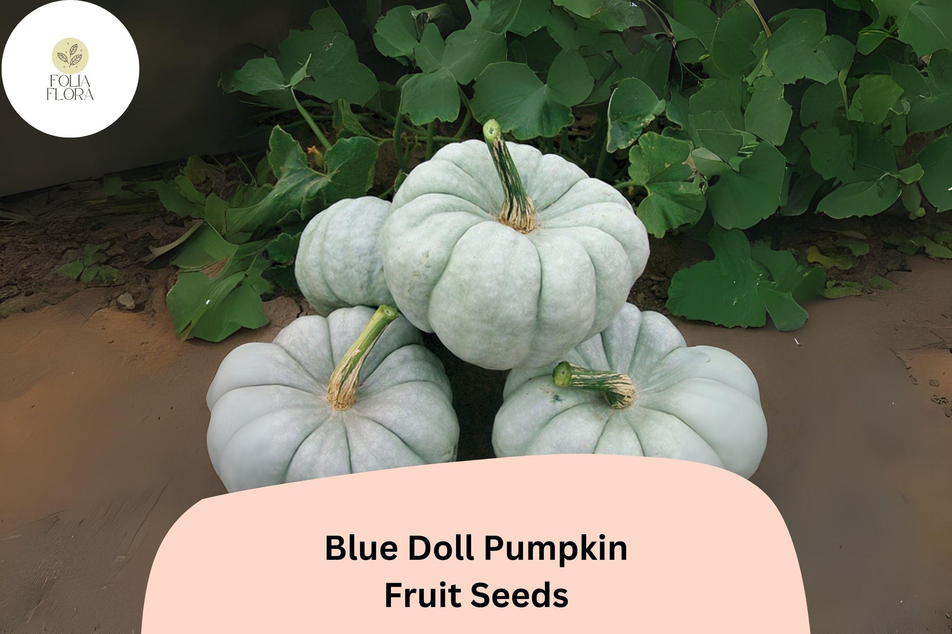 Blue Doll Pumpkin Seeds | Heirloom Cucurbita Maxima | Blue-Gray Ribbed Skin | Culinary & Decorative Pumpkins