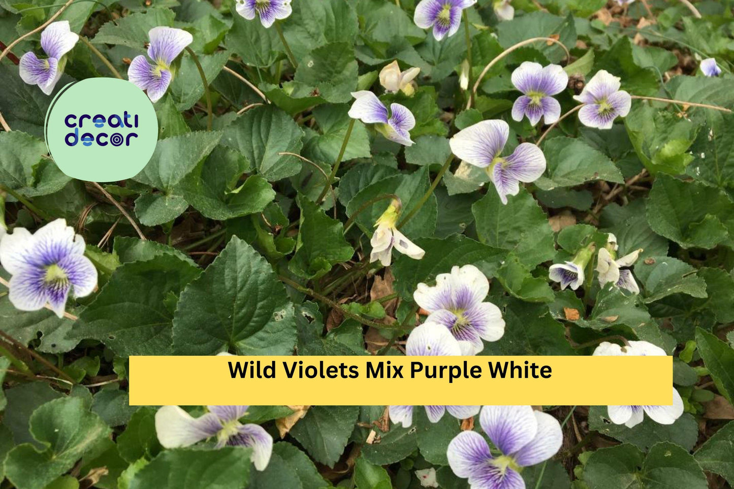 Wild Violet Plants - 10 Bare Root Viola odorata Mix, Perennial Ground Cover for Gardens, Borders, Naturalized Areas