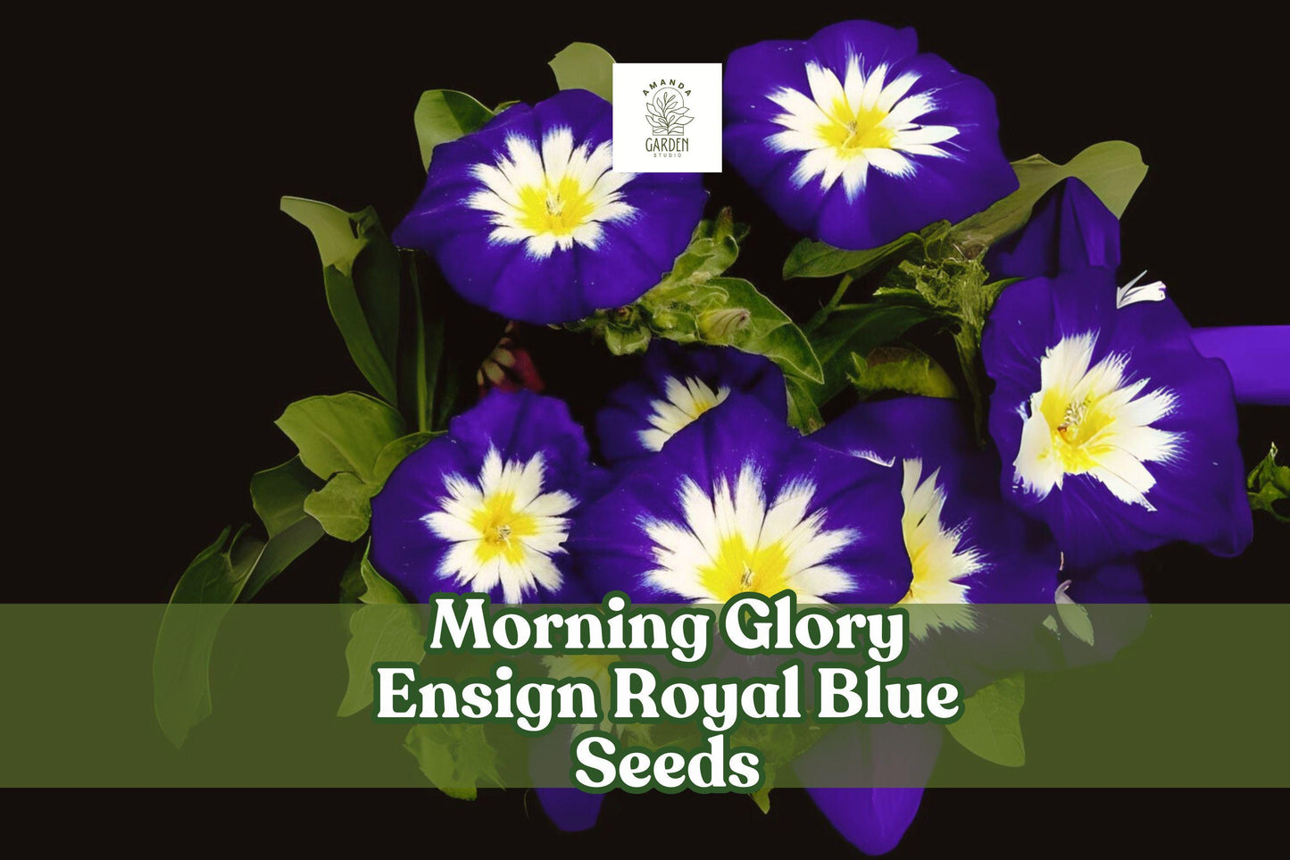 Morning Glory Seeds Ensign Royal Blue Dwarf Vine, Bright Blue Blooms, Convolvulus tricolor, Butterfly Attracting