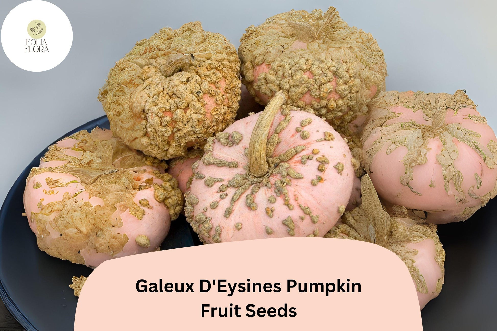 Galeux d’Eysines Pumpkin Seeds | French Heirloom Warty Cucurbita maxima for Fall Decor & Cooking