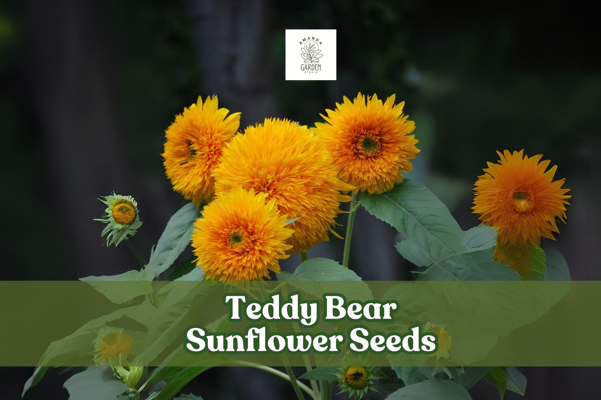 Teddy Bear Sunflower Seeds – Dwarf Helianthus annuus ‘Teddy Bear’ – Golden Double-Petaled Blooms for Small Gardens & Pots