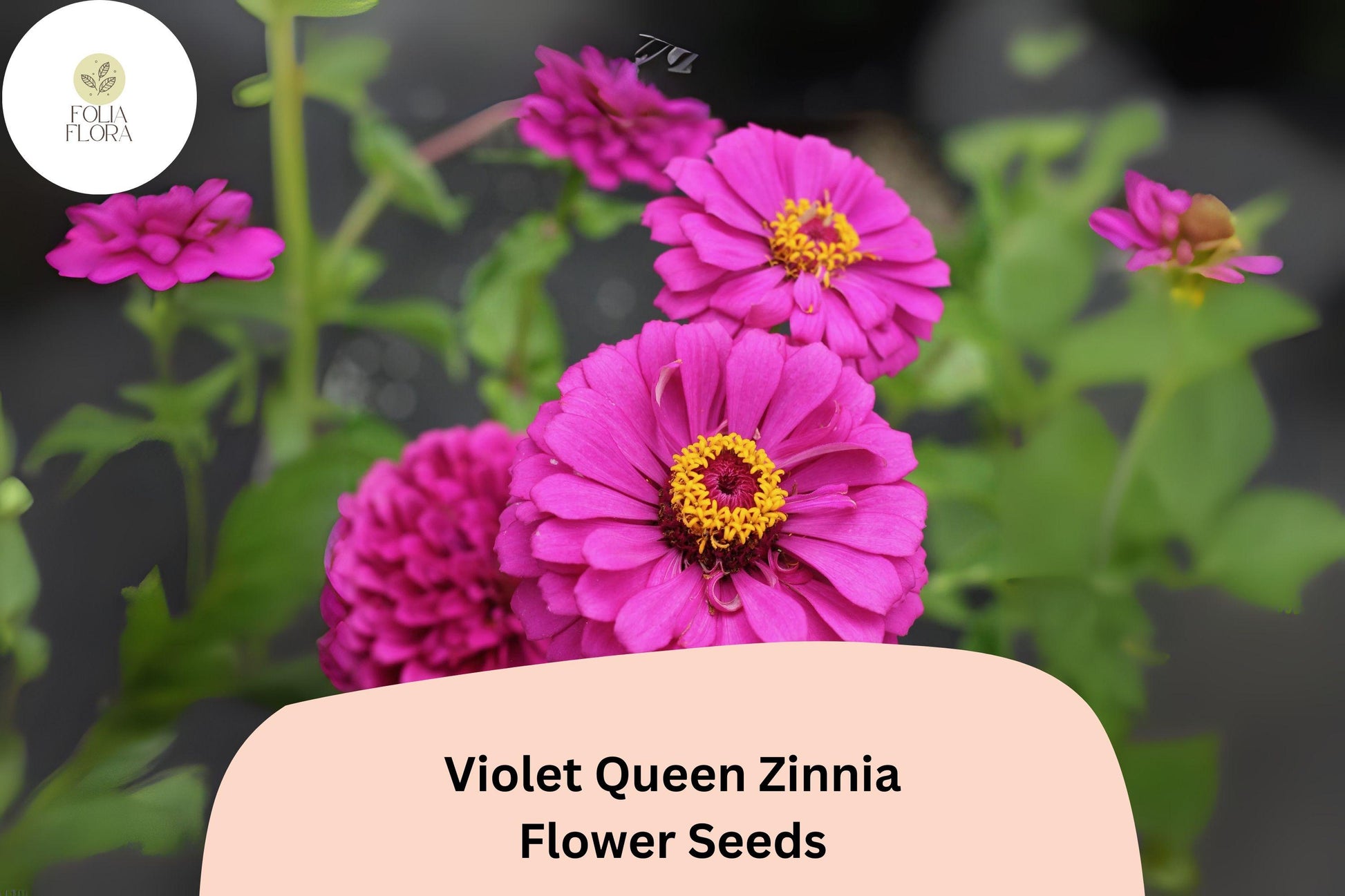 Violet Queen Zinnia Seeds – Tall Purple Blooms, Cut Flowers, Zinnia elegans, Butterfly & Pollinator Friendly