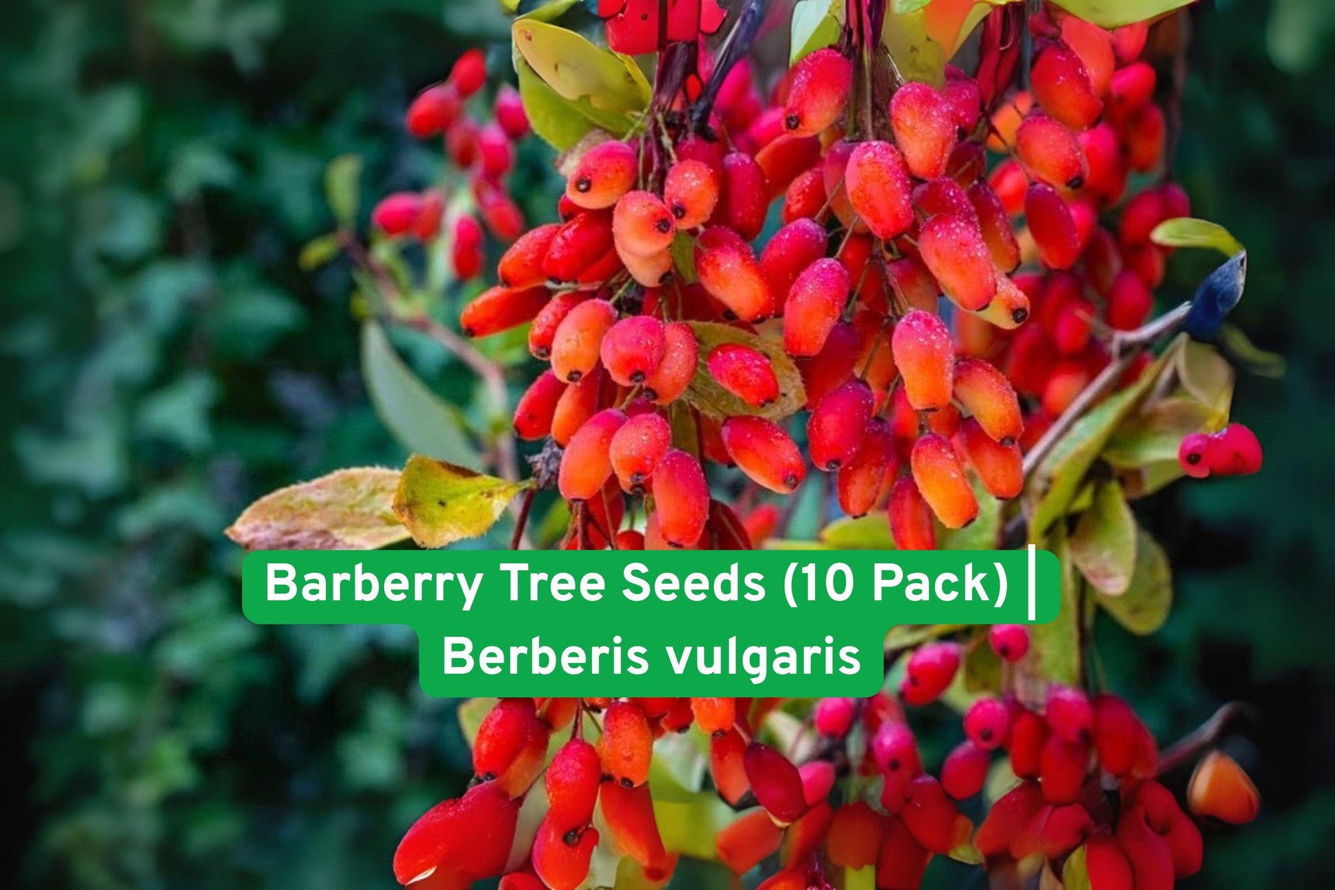 barberry seeds, edible berry shrub, ornamental hedge plant, wildlife garden shrub, hardy berry plant, decorative foliage shrub, edible red berries, landscape shrub seeds, drought tolerant plant, rare garden shrub, full sun shrub, pollinator friendly plant, versatile garden shrub
