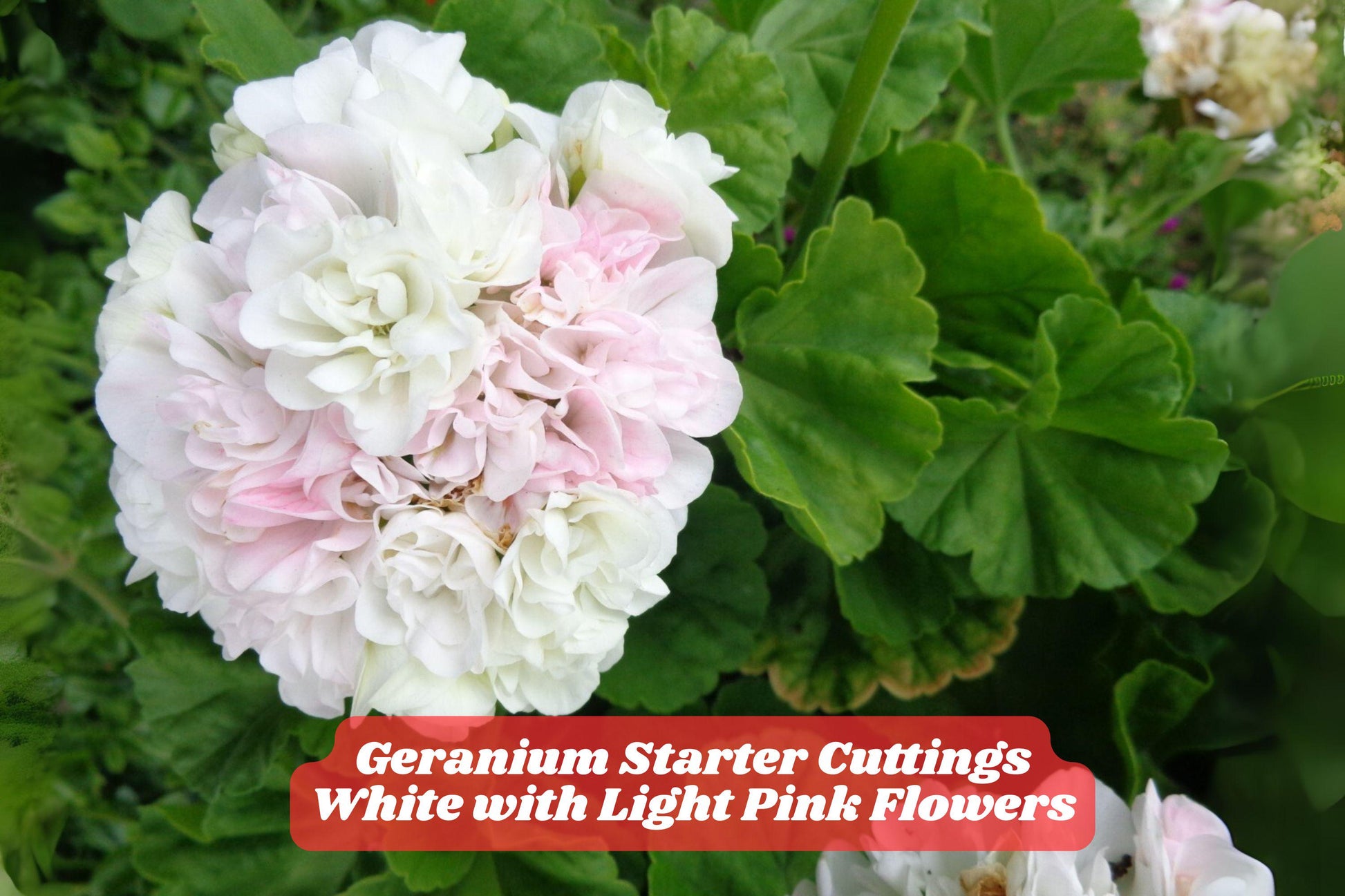 White & Light Pink Geranium Cuttings – Unrooted Pelargonium Starter Plants for Garden, Container, Border, USDA Zones 5-10