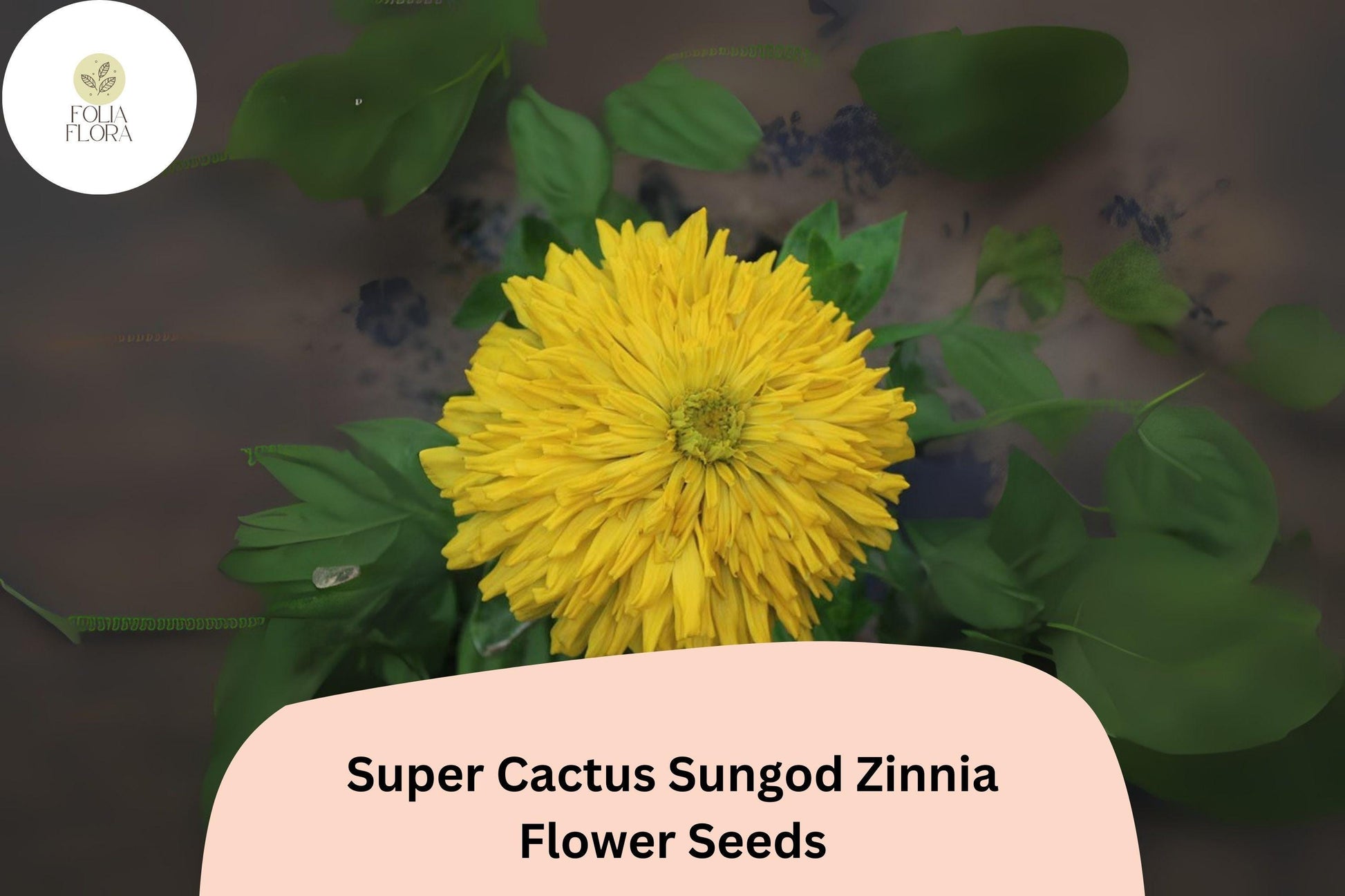 Super Cactus Sungod Zinnia Seeds - Large Yellow Blooms, Heirloom Non-GMO, Zinnia elegans, Pollinator Attracting, Cut Flower, Annual