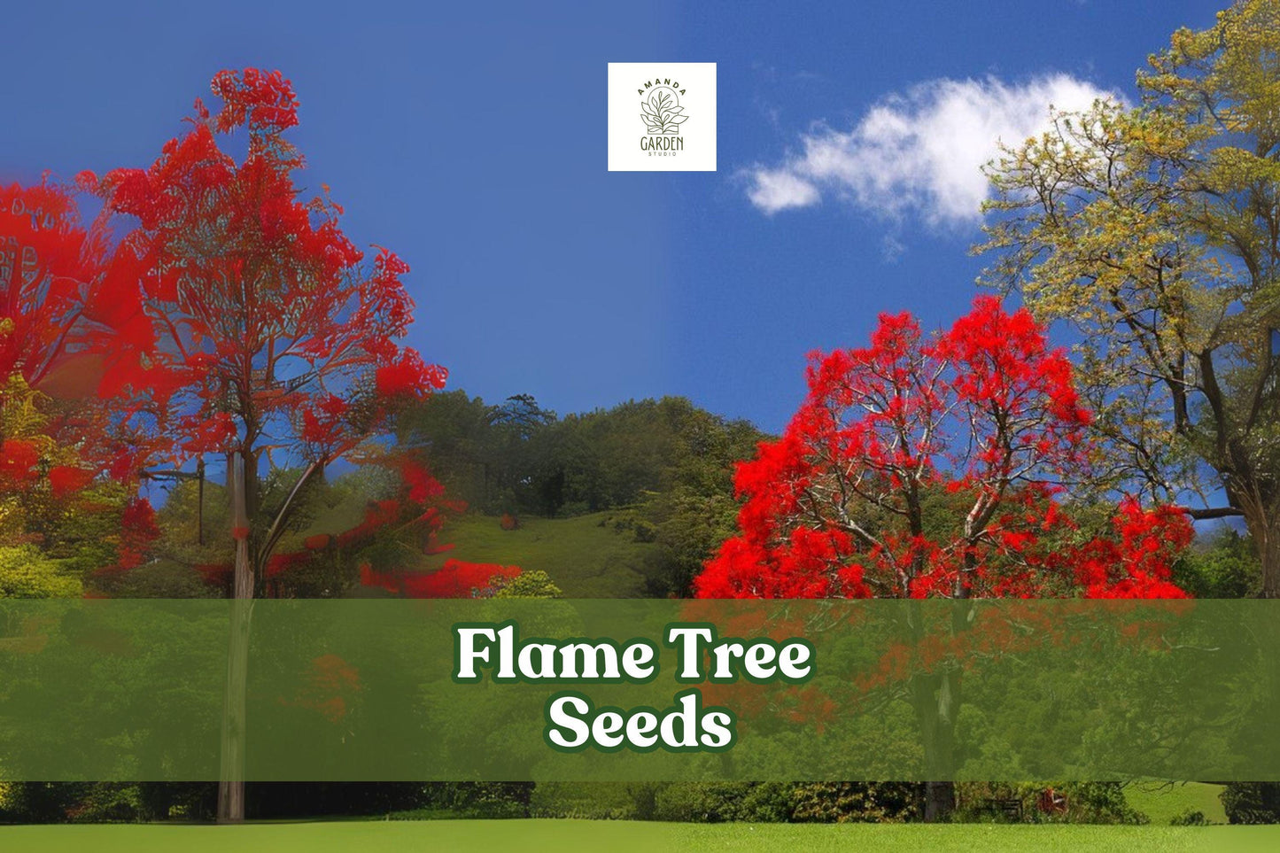 Flame Tree Seeds, Delonix regia, Tropical Red Blooms, Bonsai, Ornamental Tree, Container Plant, Landscape Tree
