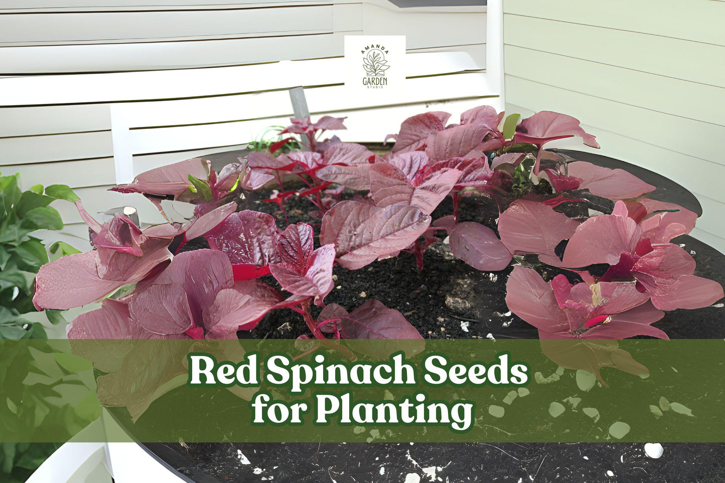 Red Spinach Seeds – Chinese Amaranth Vegetable – Nutritious Leafy Green for Gardens & Pots – Amaranthus spp.