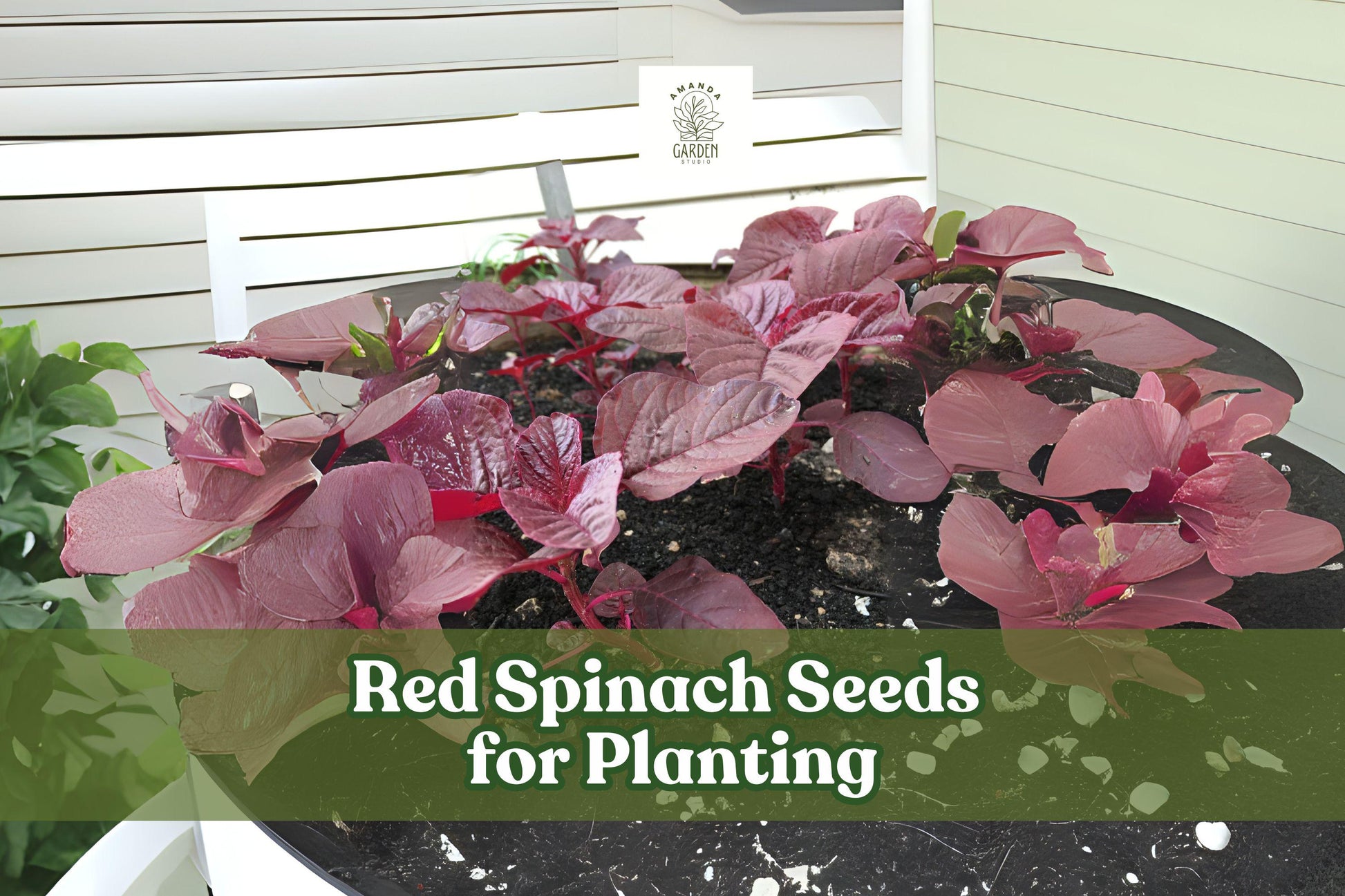 Red Spinach Seeds – Chinese Amaranth Vegetable – Nutritious Leafy Green for Gardens & Pots – Amaranthus spp.