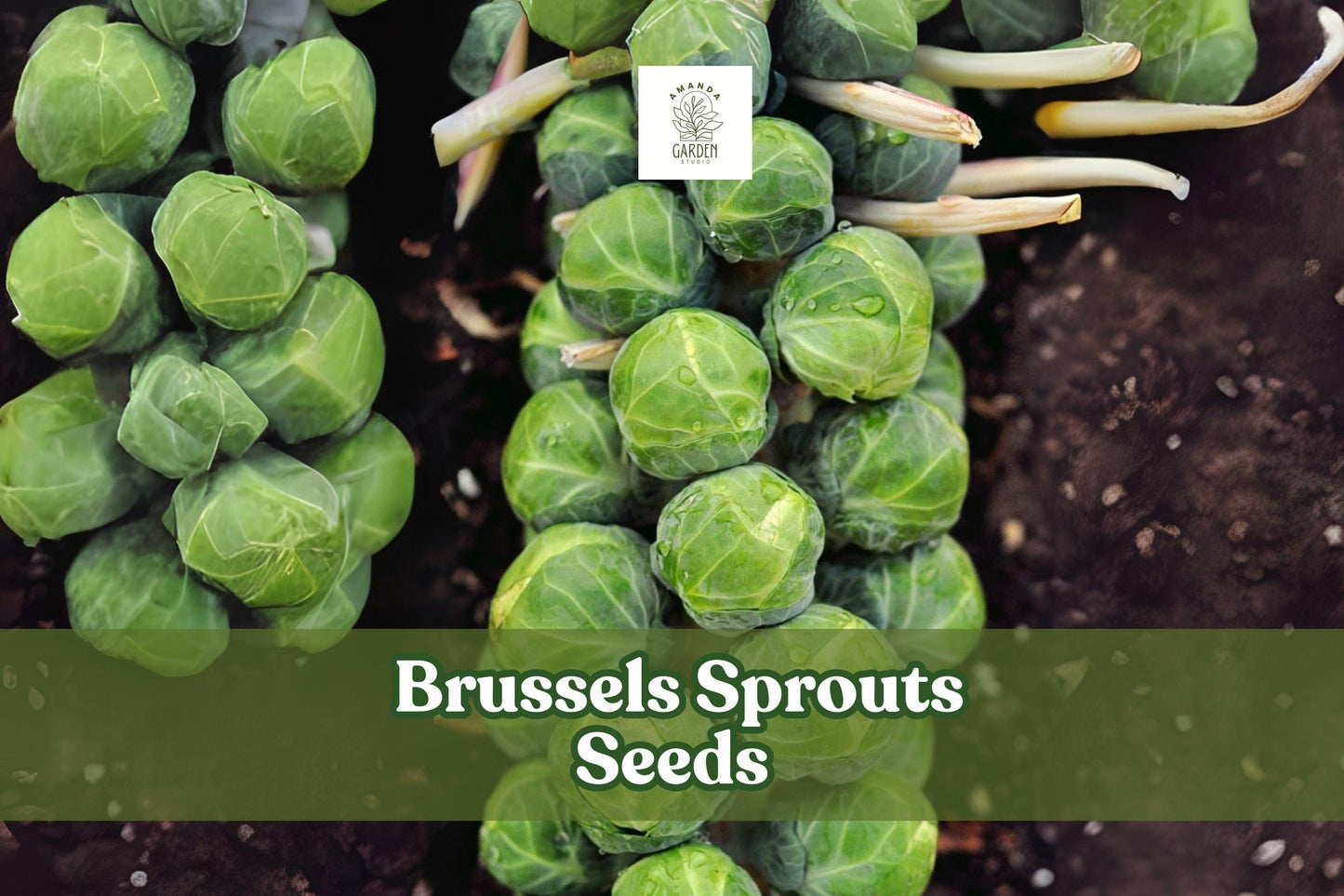 Heirloom Brussels Sprouts Seeds – 250+ Green Compact Sprouts for Fall & Winter Harvest Brassica oleracea