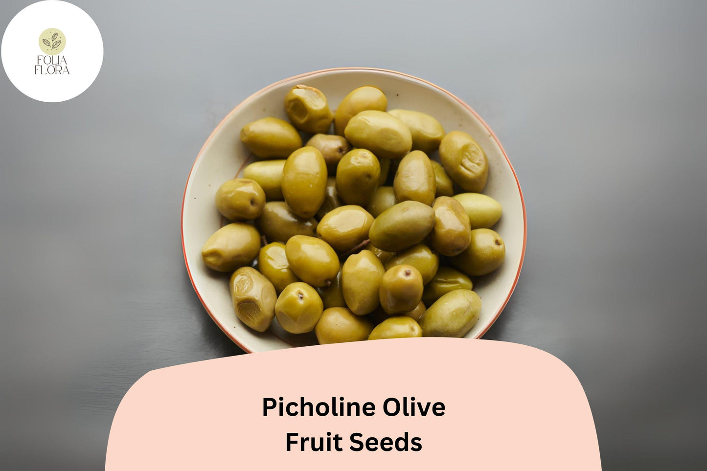 Picholine Olive Seeds | French Heirloom Olea europaea for Mediterranean Garden, Bonsai & Container Planting