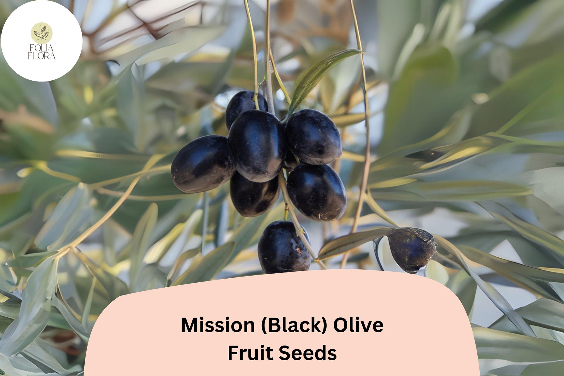 Mission Olive Tree Seeds – Olea europaea Heirloom Variety for Bonsai, Mediterranean Gardens, Drought-Tolerant, Evergreen, Fruit Production