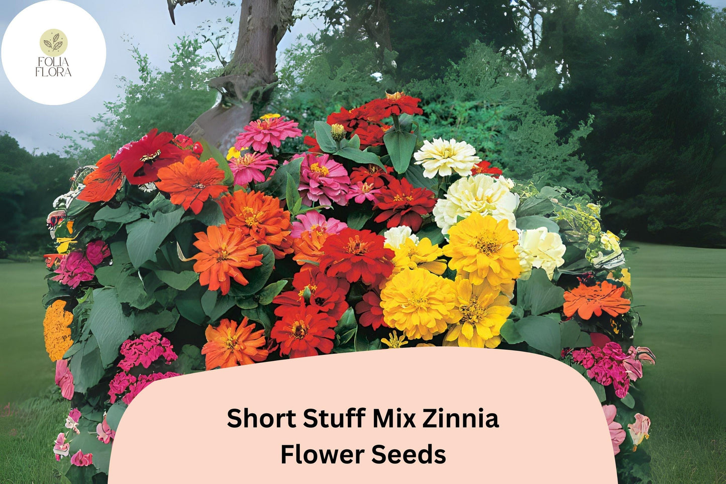 Dwarf Zinnia Seeds - Short Stuff Mix, Heirloom Non-GMO Zinnia elegans, Colorful Summer Blooms, Butterfly Attracting, Container & Border Plant