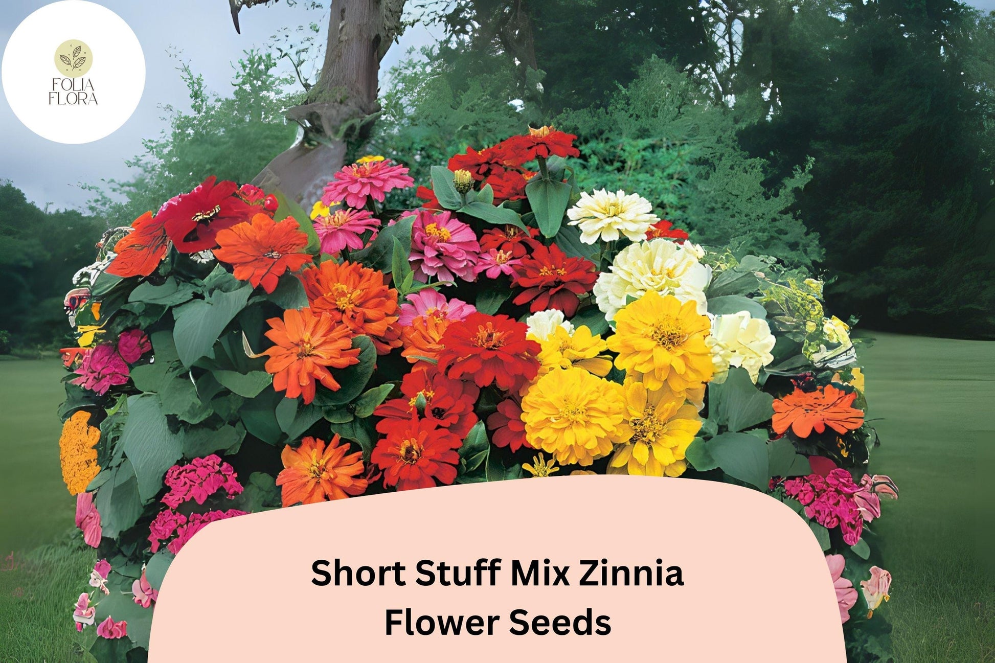 Dwarf Zinnia Seeds - Short Stuff Mix, Heirloom Non-GMO Zinnia elegans, Colorful Summer Blooms, Butterfly Attracting, Container & Border Plant